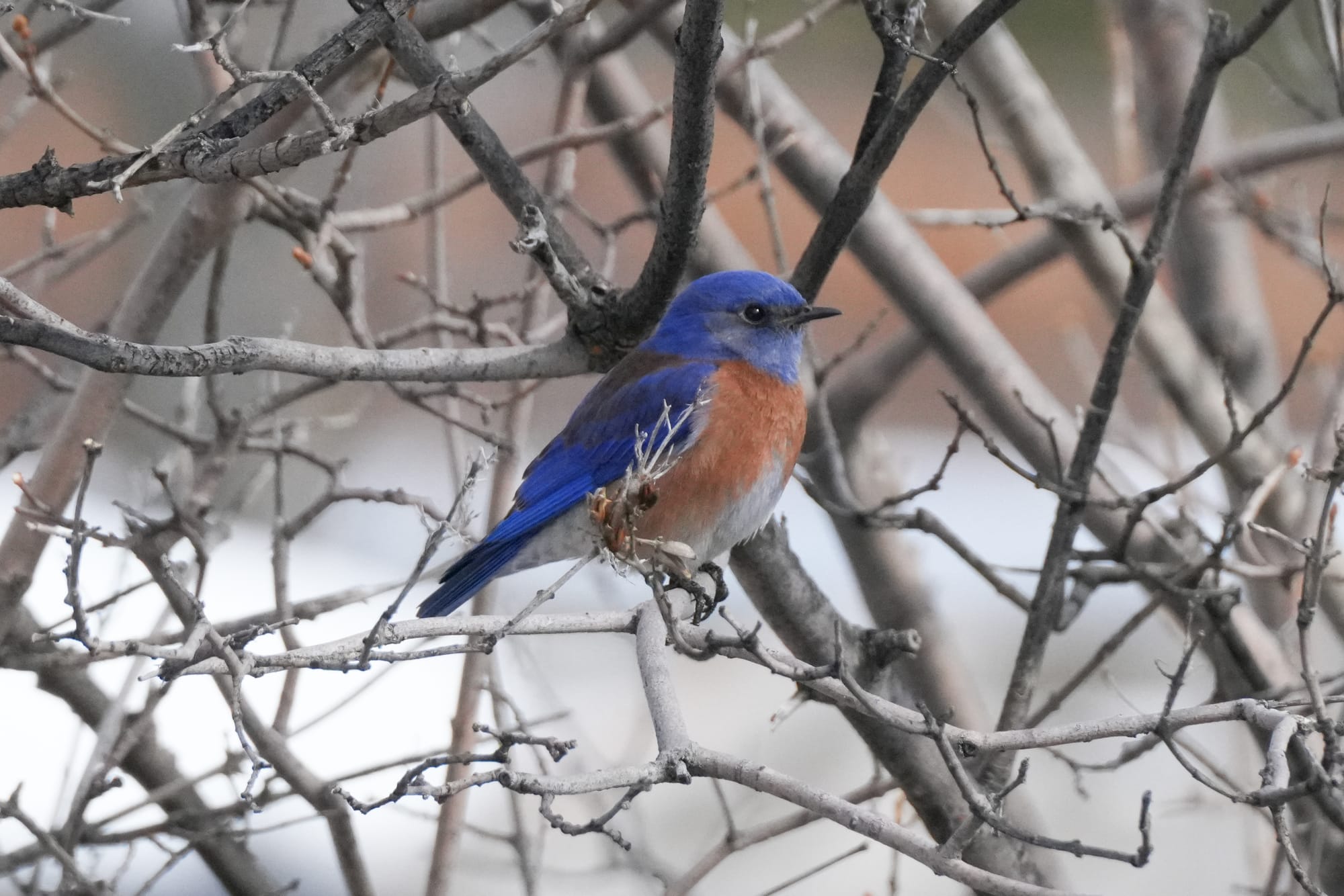 western bluebird