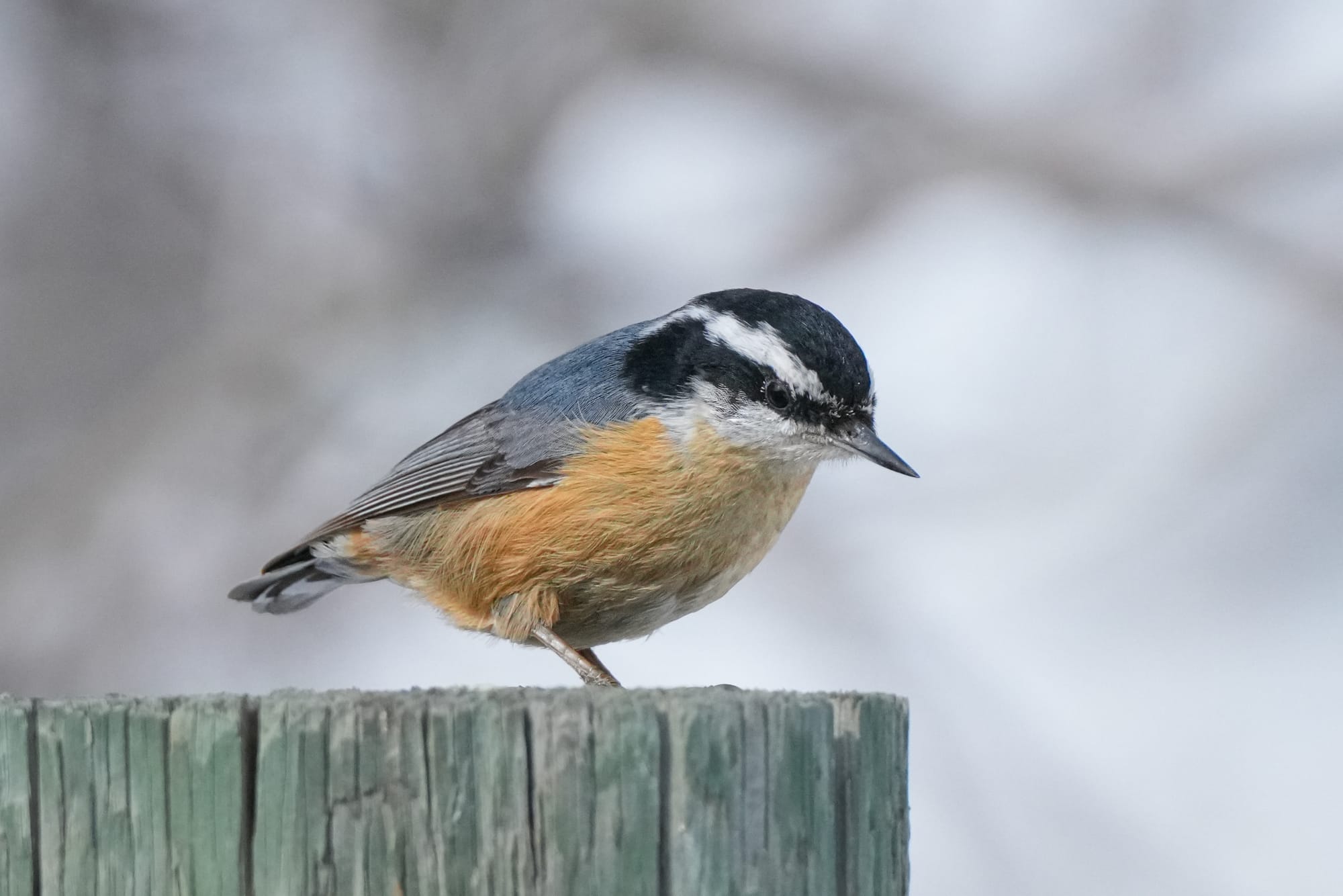 red-breasted nuthatch
