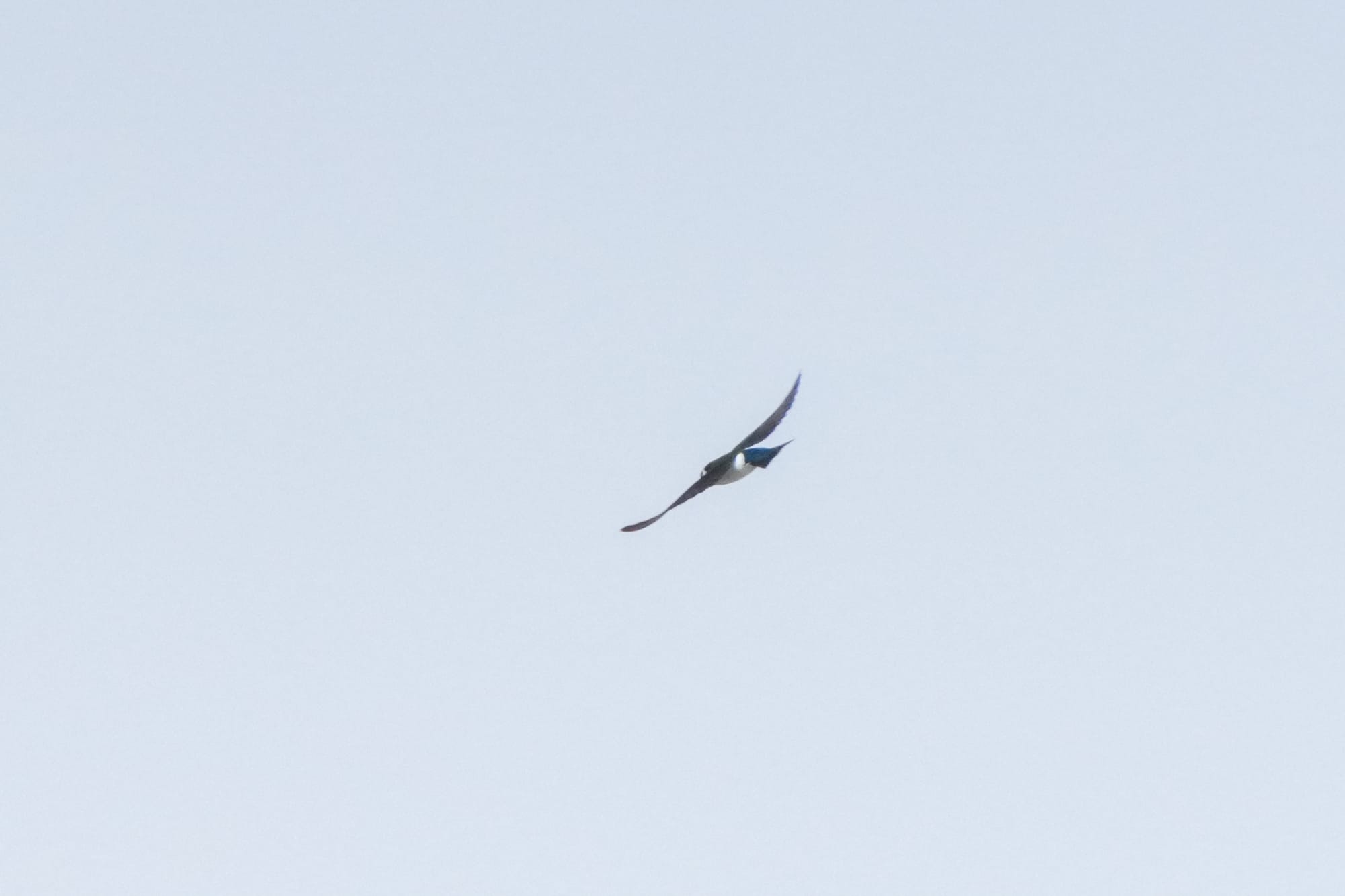 violet-green swallow