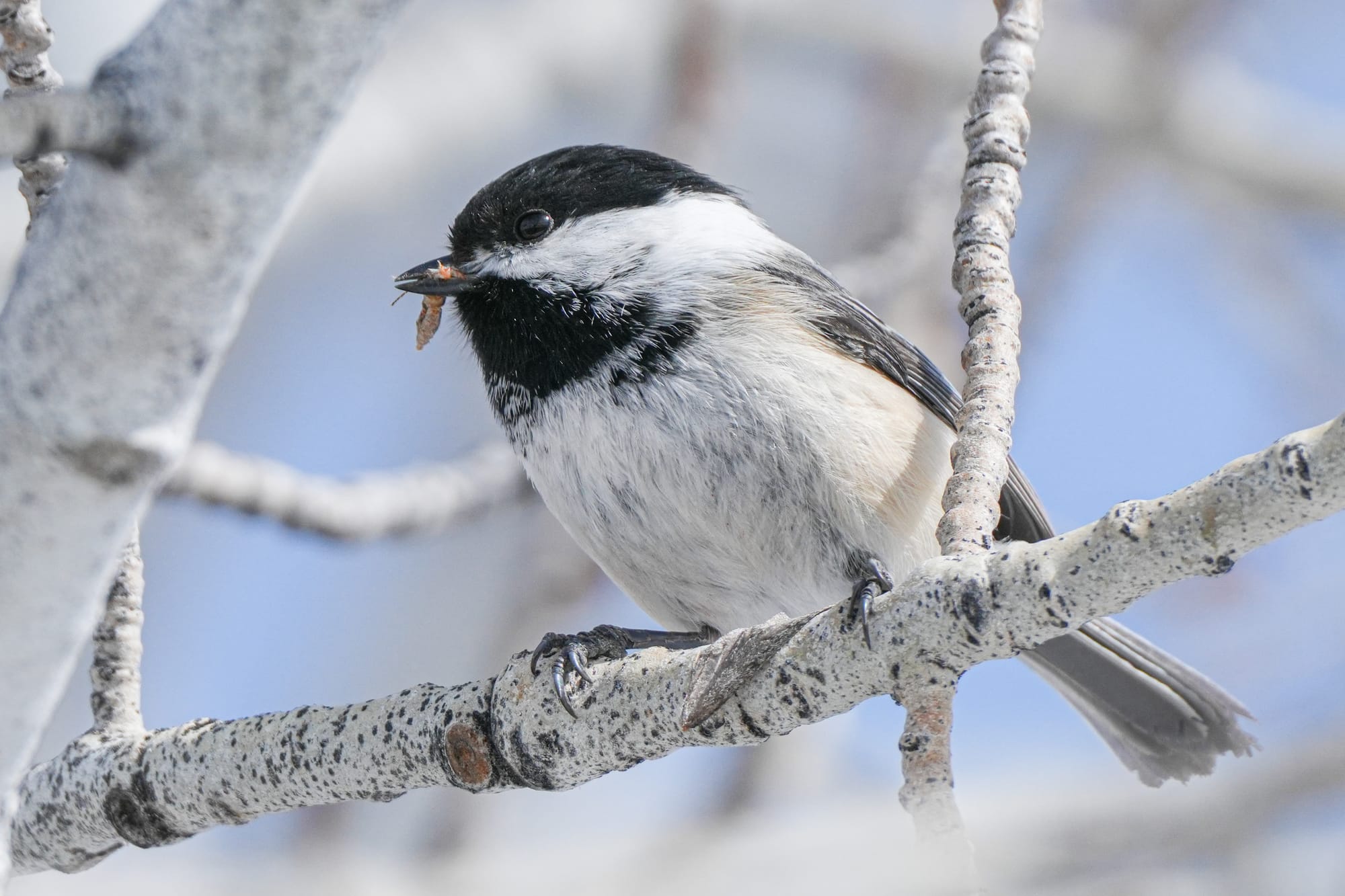 black-capped chickadee with food