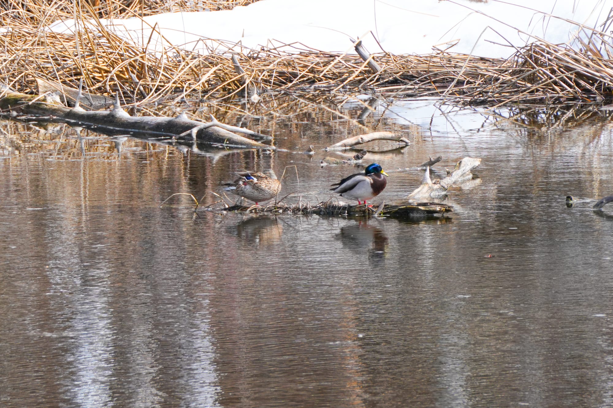 mallard pair
