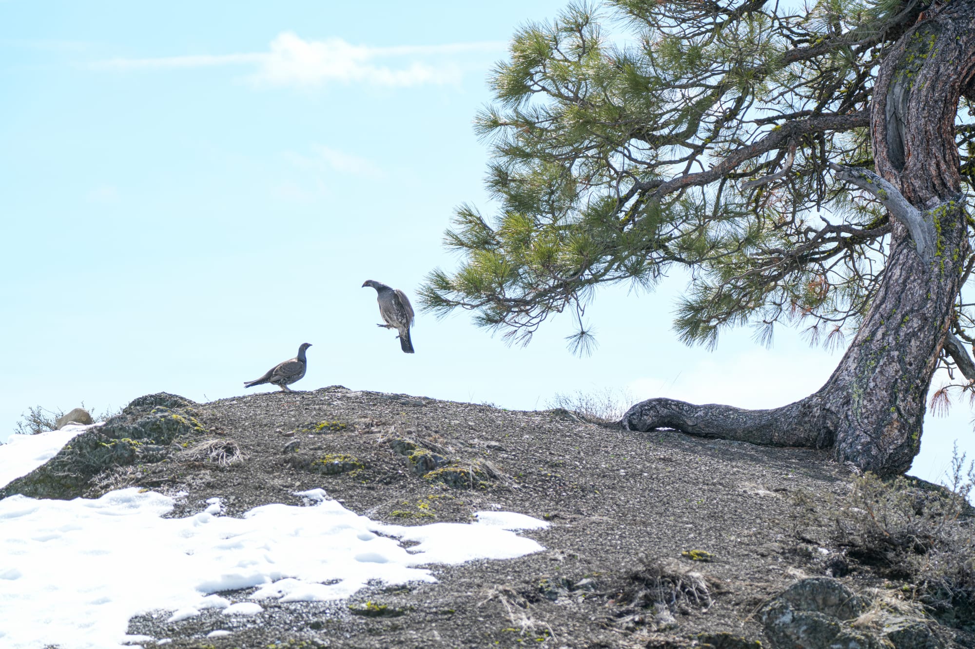 fighting dusky grouse