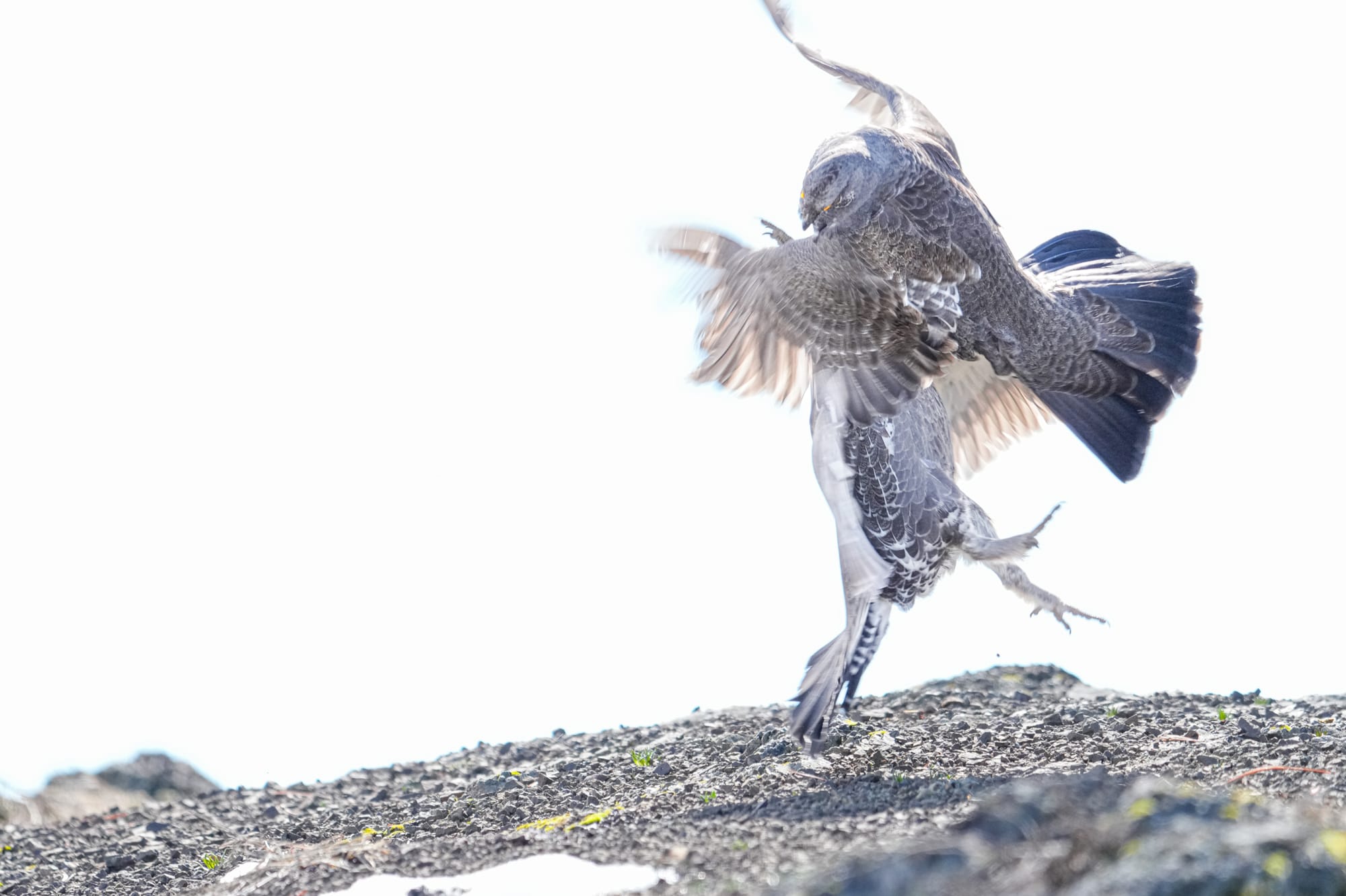 fighting dusky grouse