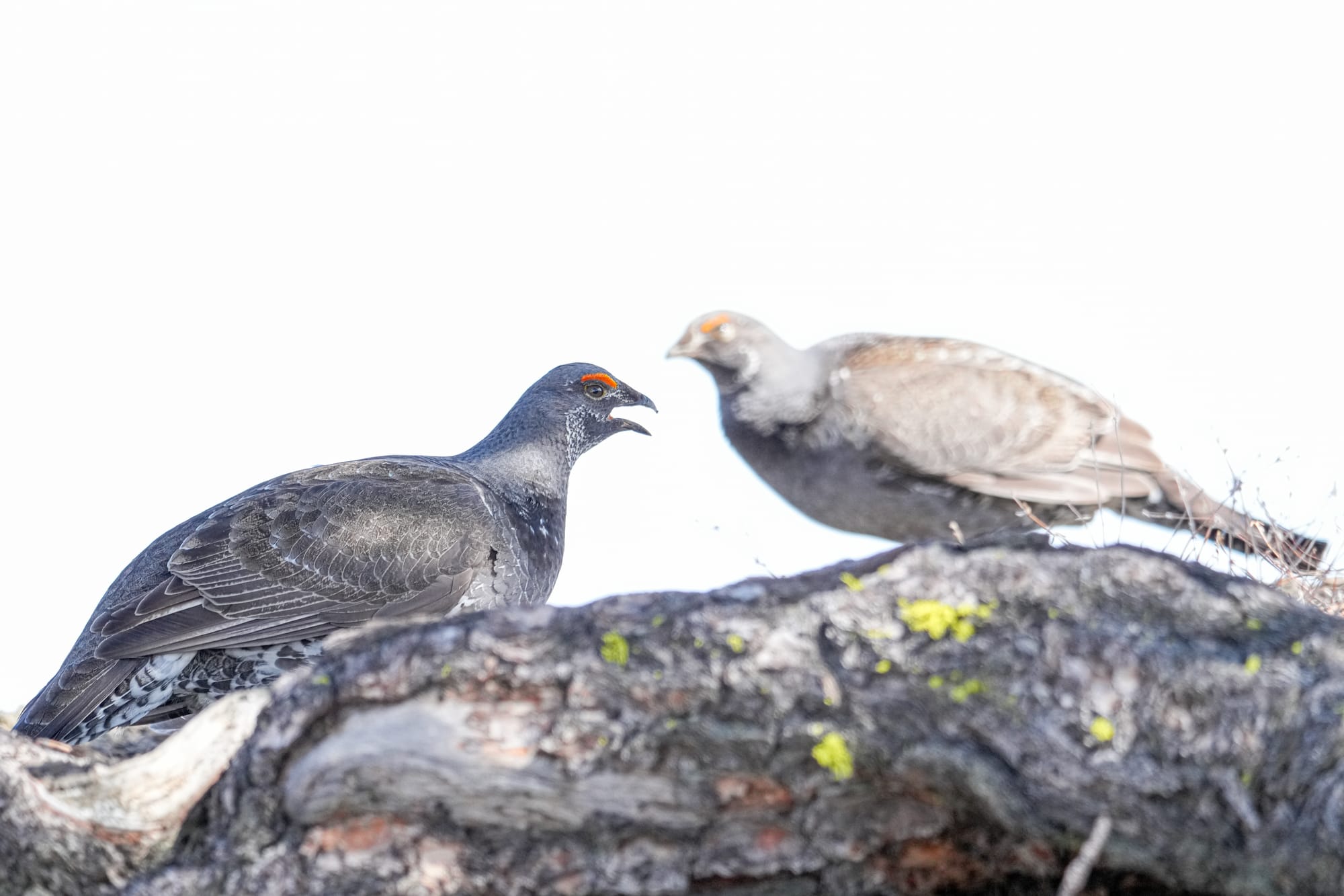 male dusky grouse
