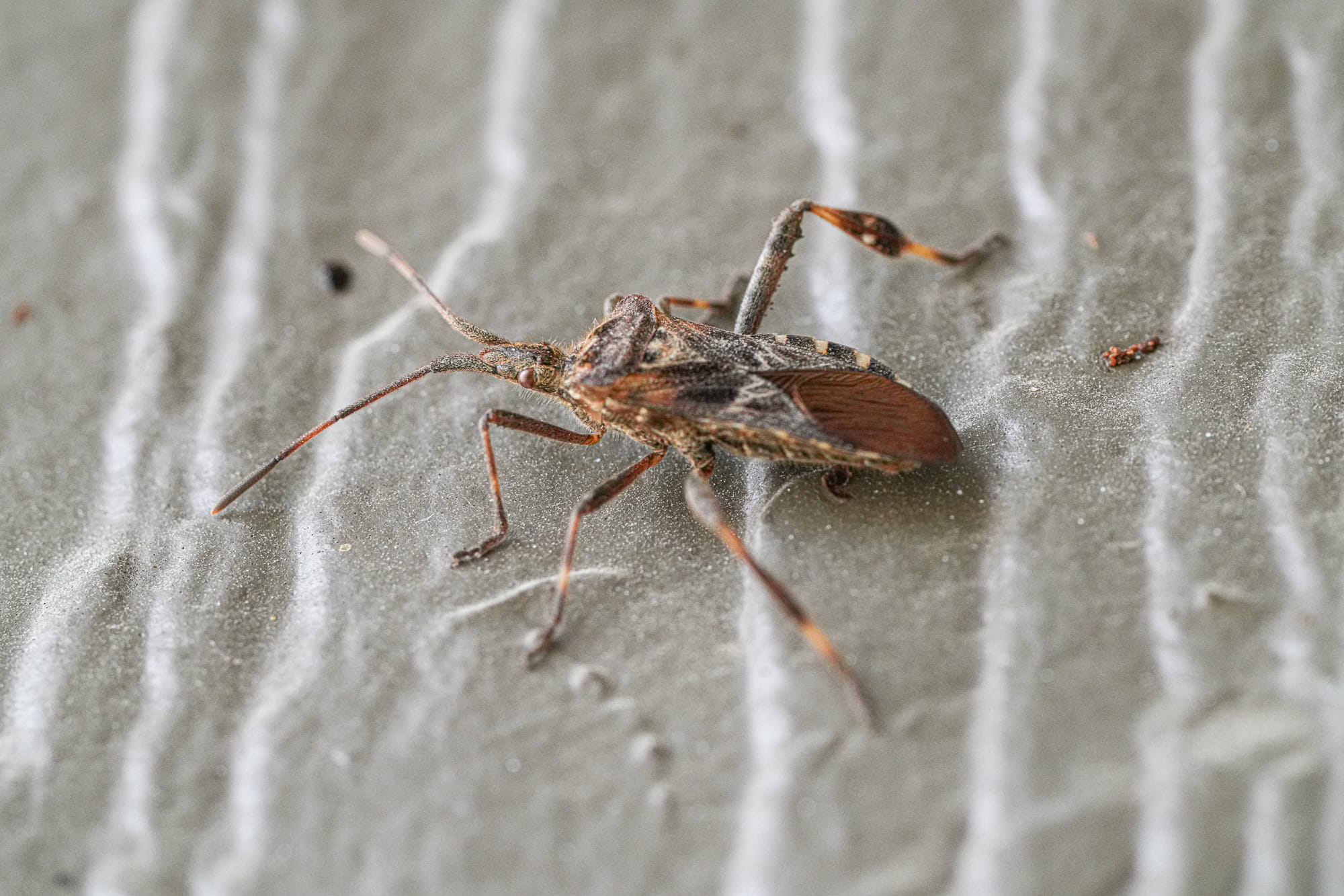 western conifer seed bug