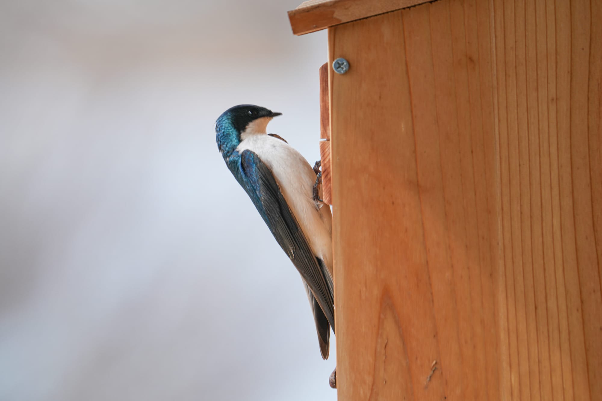 male tree swallow