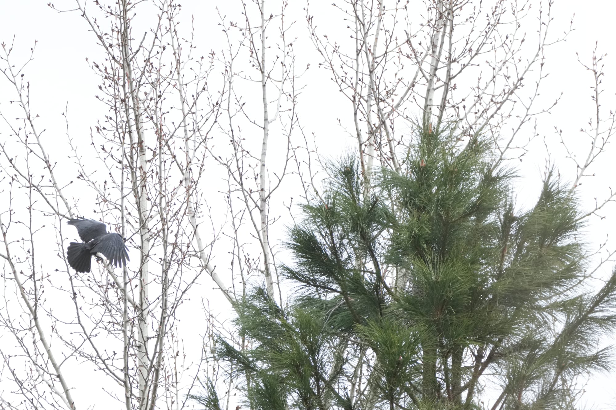 American crow building nest