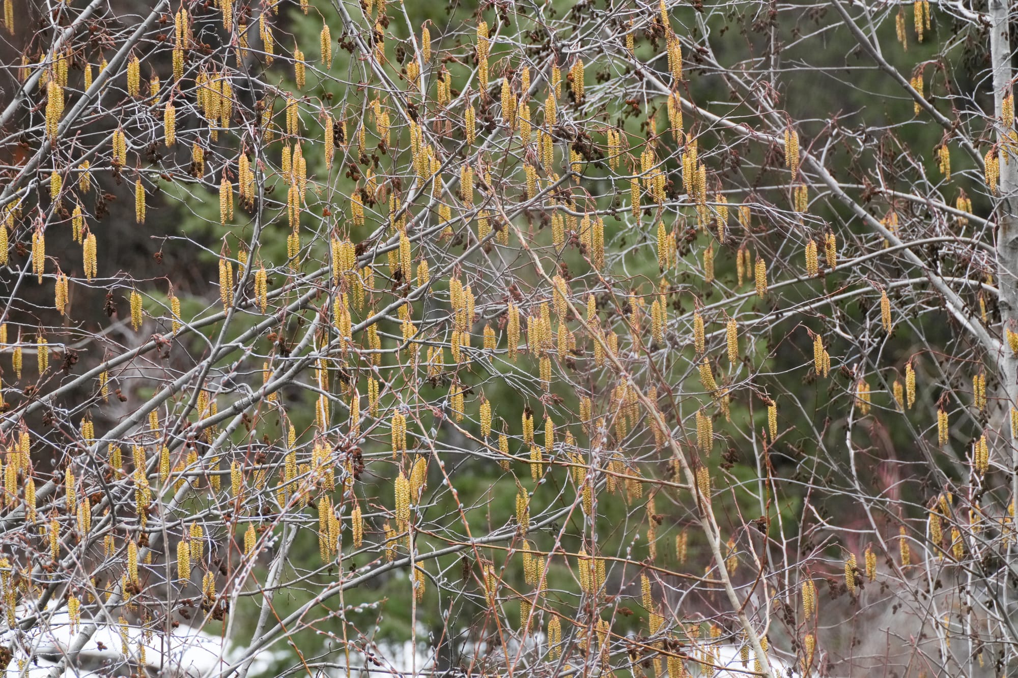 alder catkins