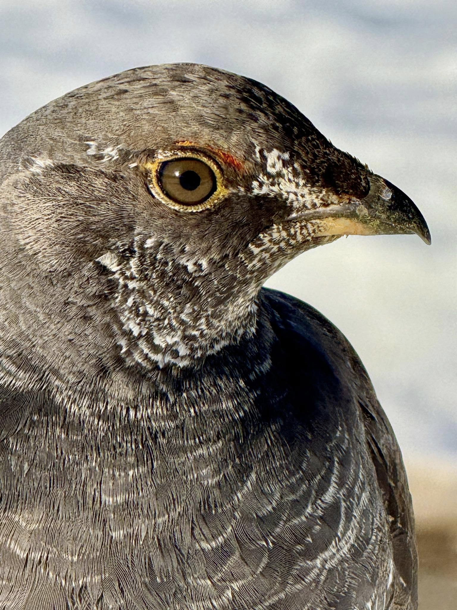 dusky grouse