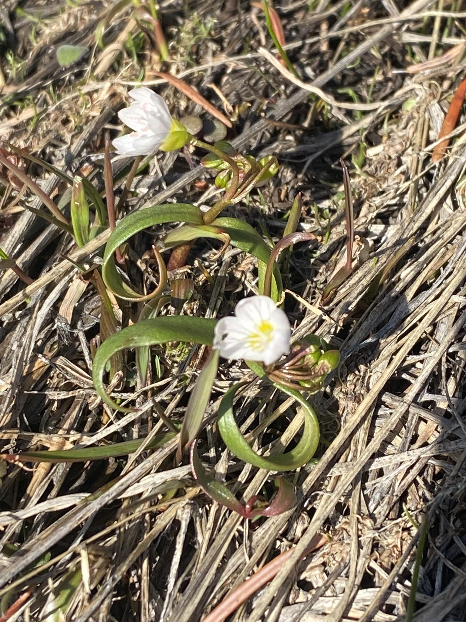 spring beauty