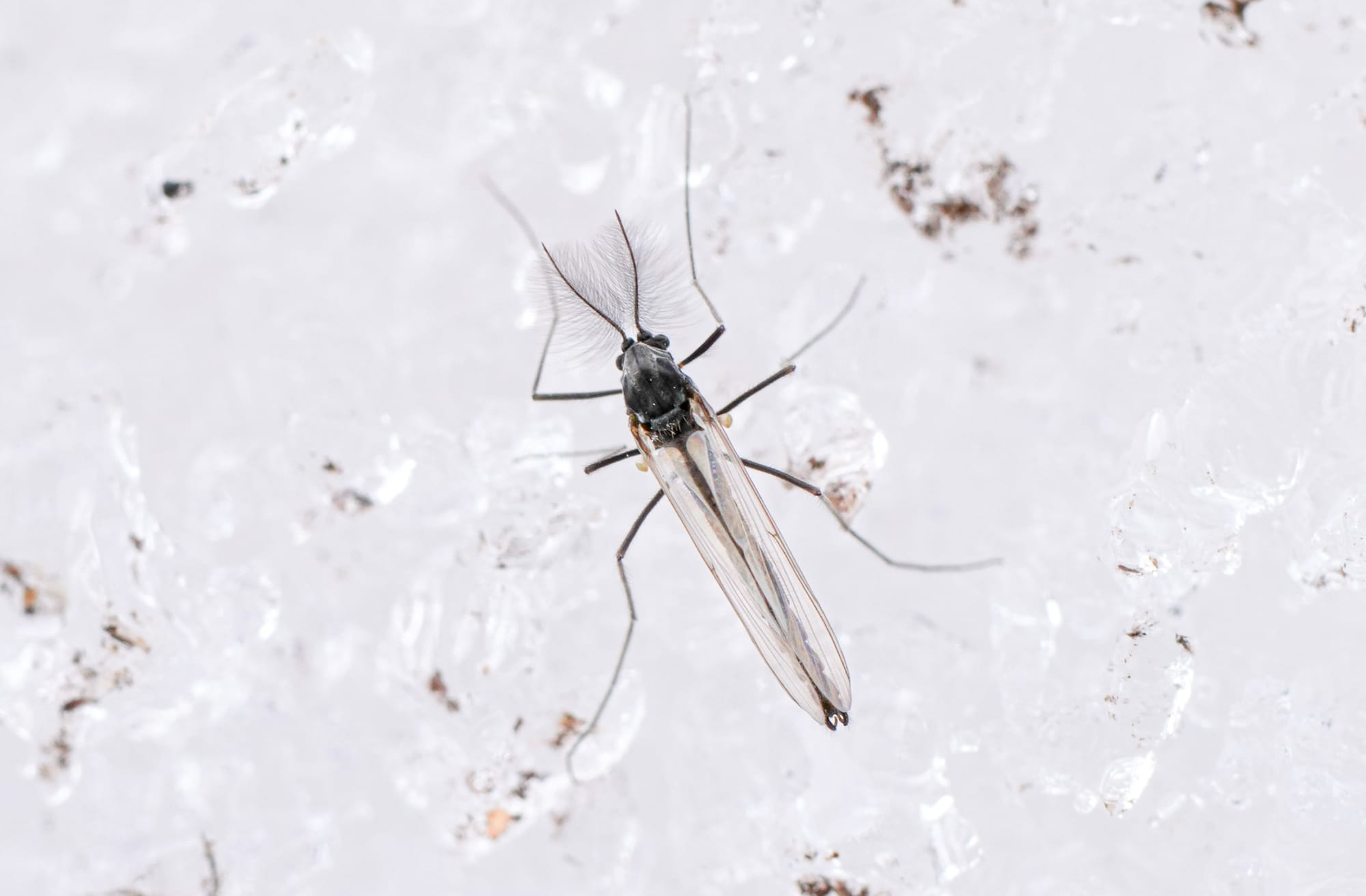 midge on snow