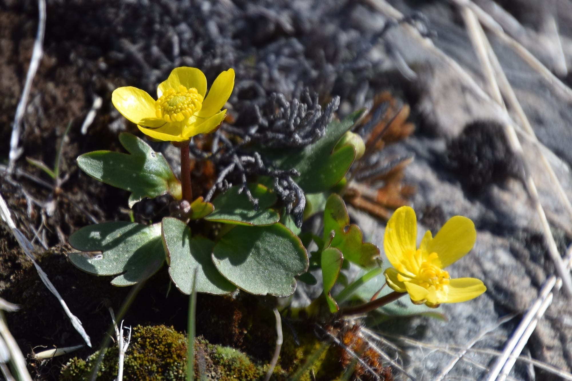 sagebrush buttercup