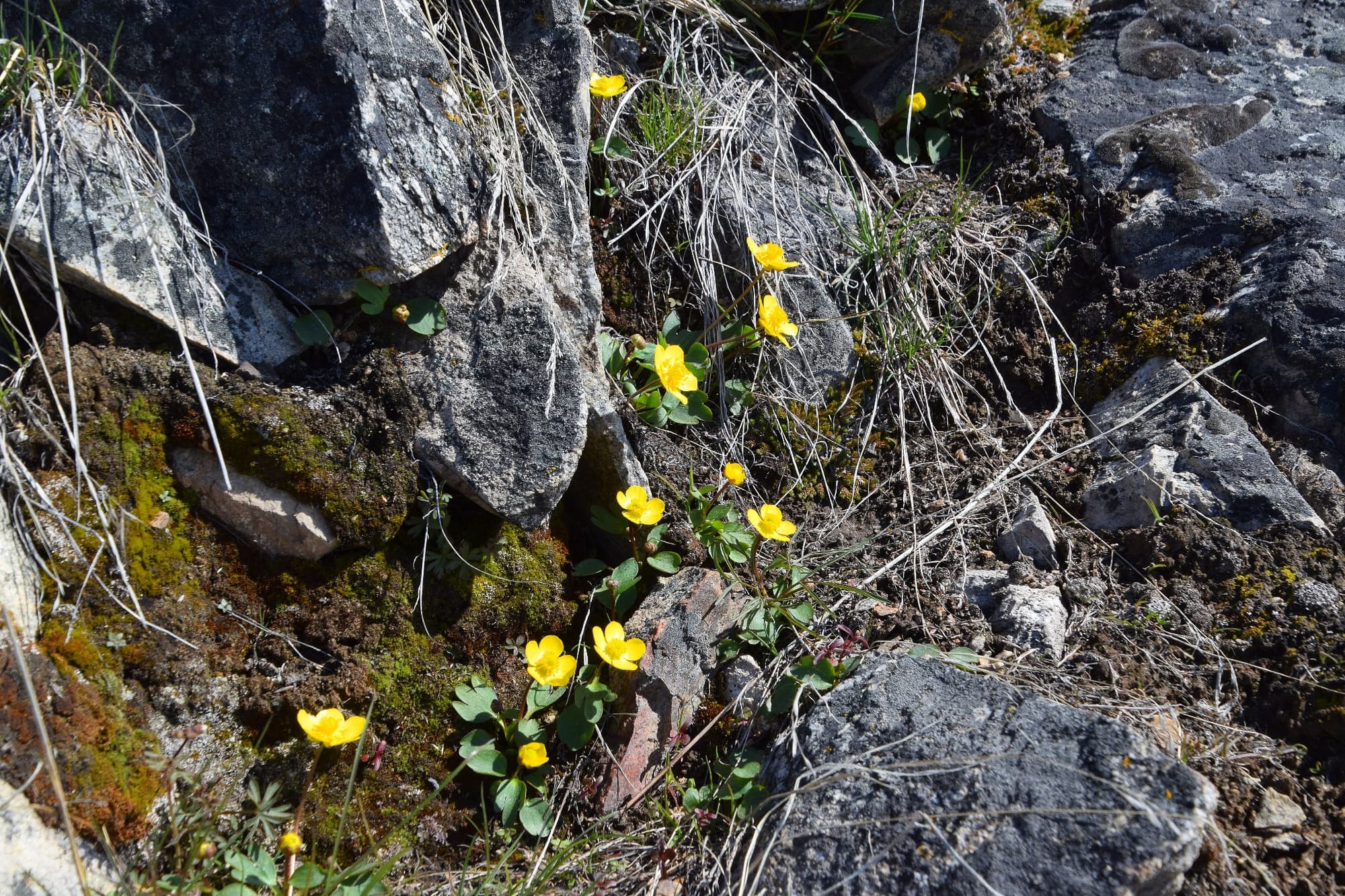 sagebrush buttercup