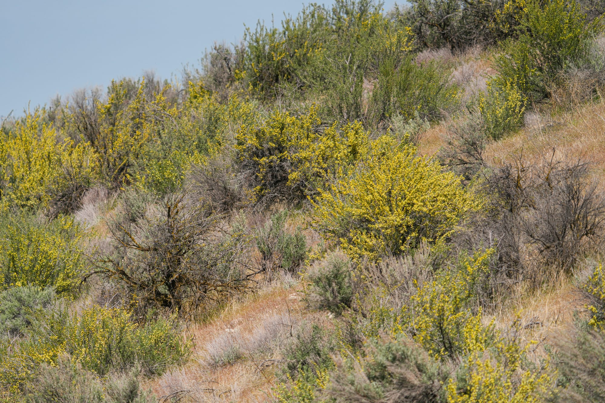bitterbrush flowers