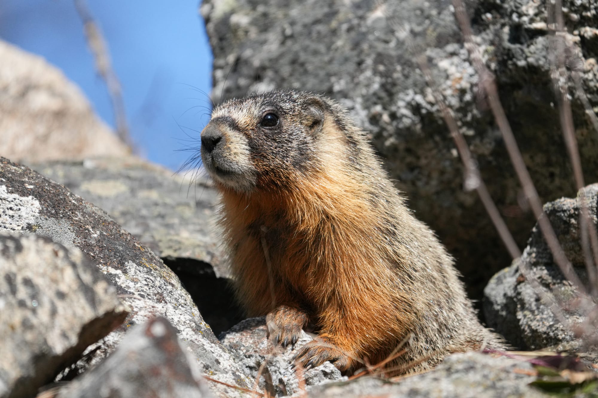 yellow-bellied marmot