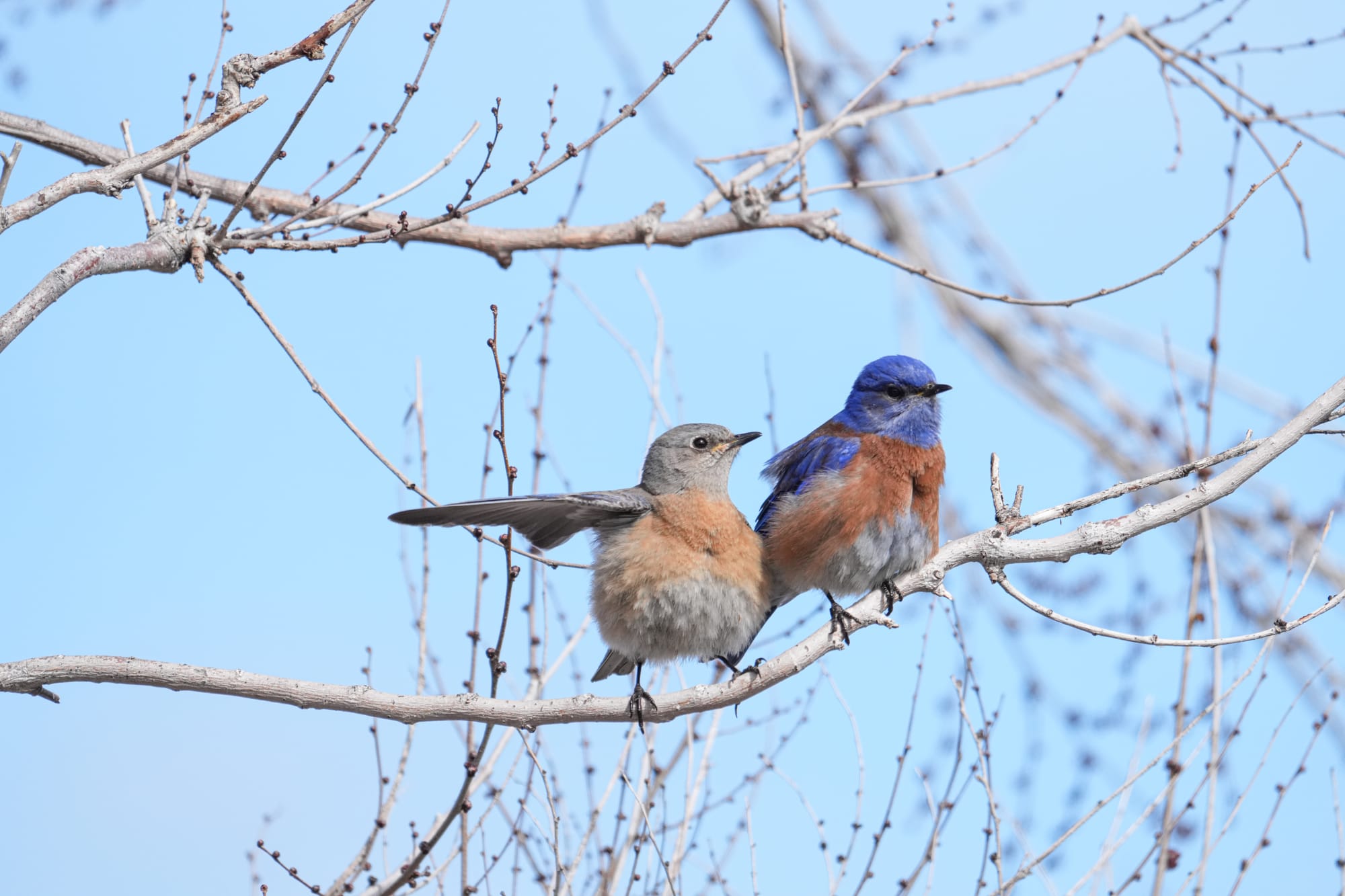 western bluebird pair