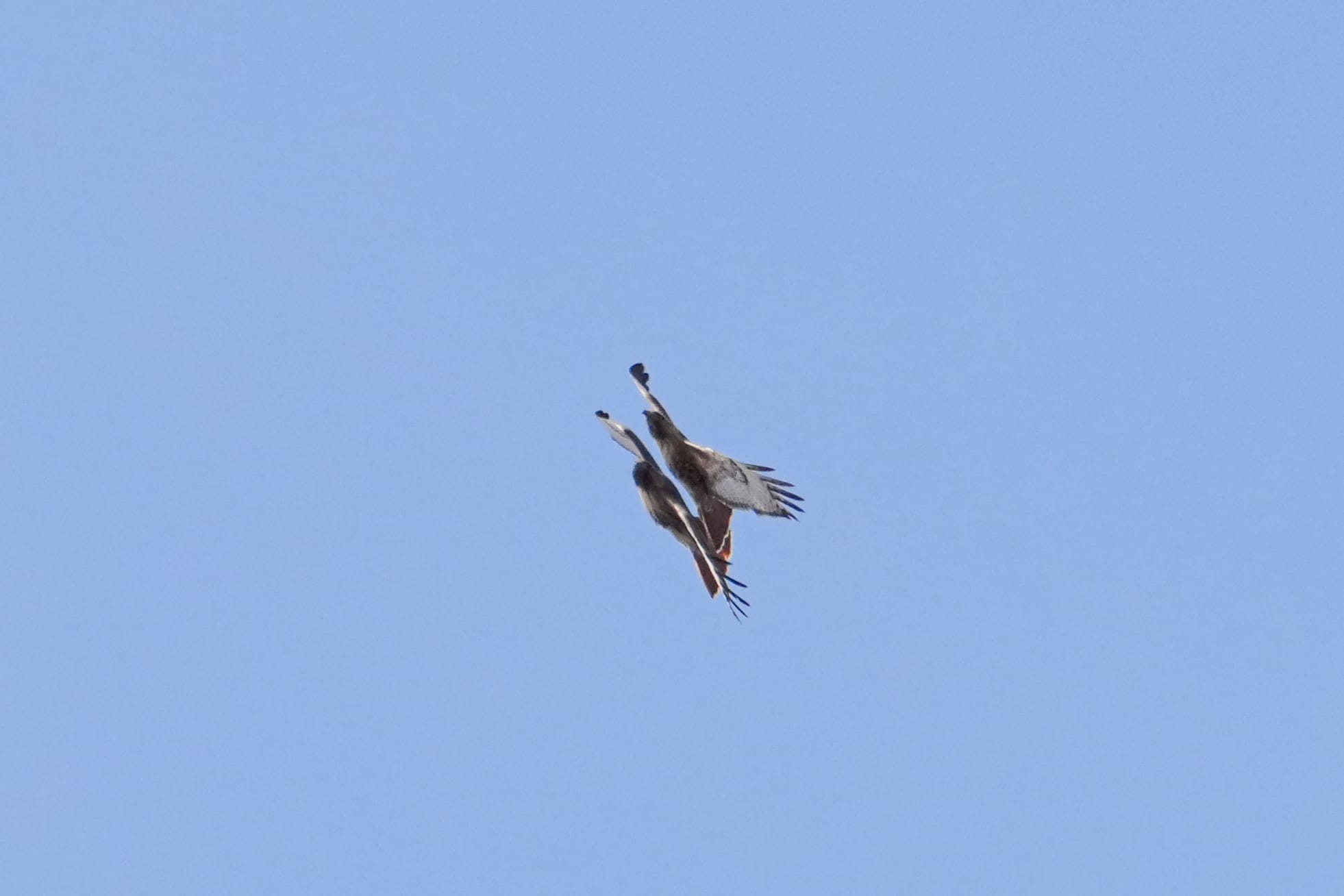 red-tailed hawks