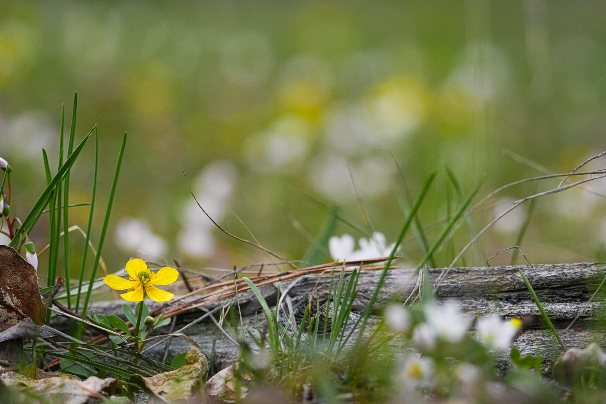 a carpet of buttercup and spring beauty