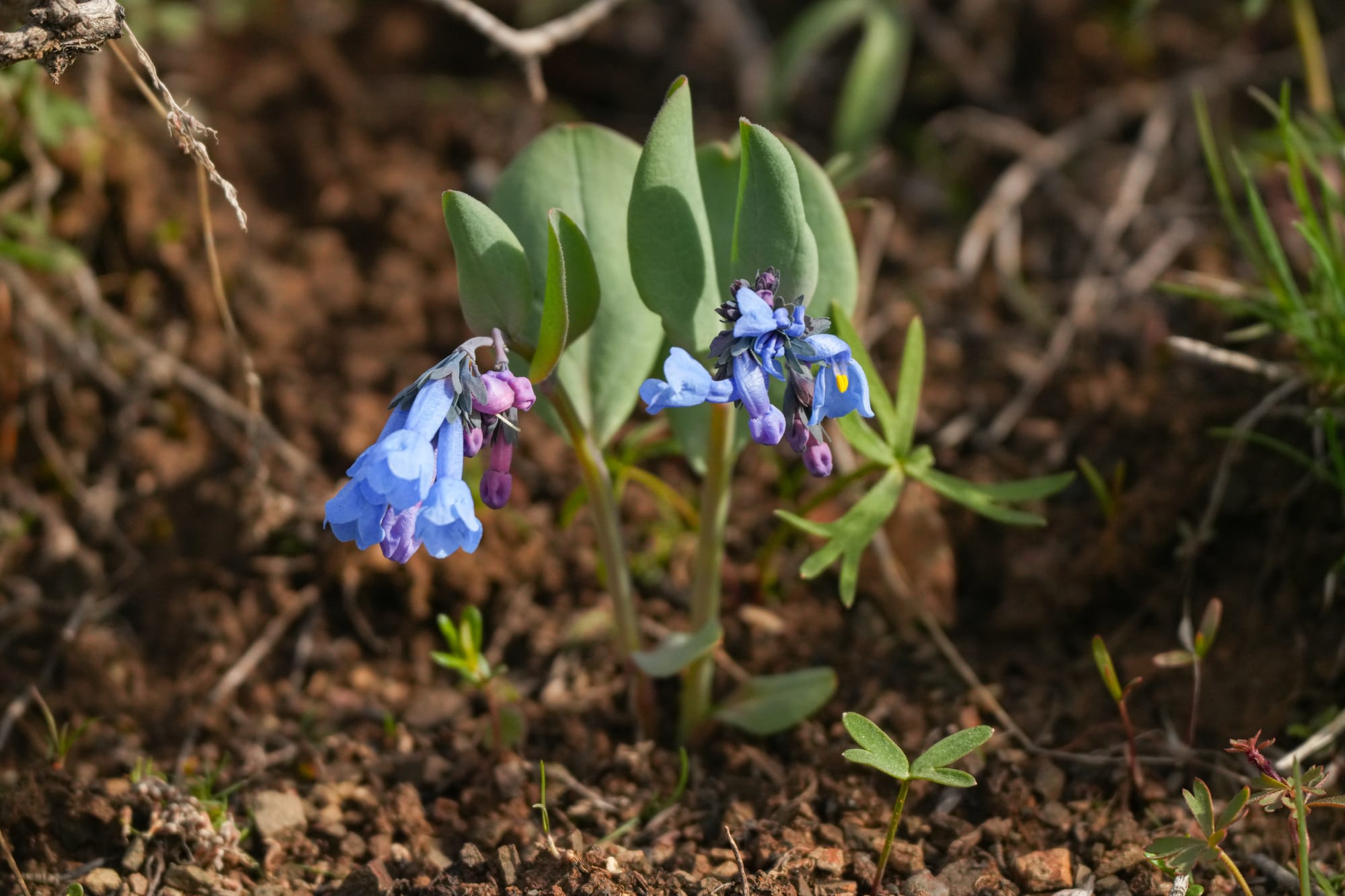 bluebells