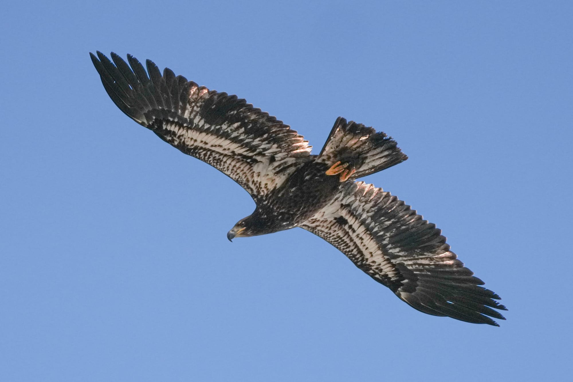 juvenile bald eagle