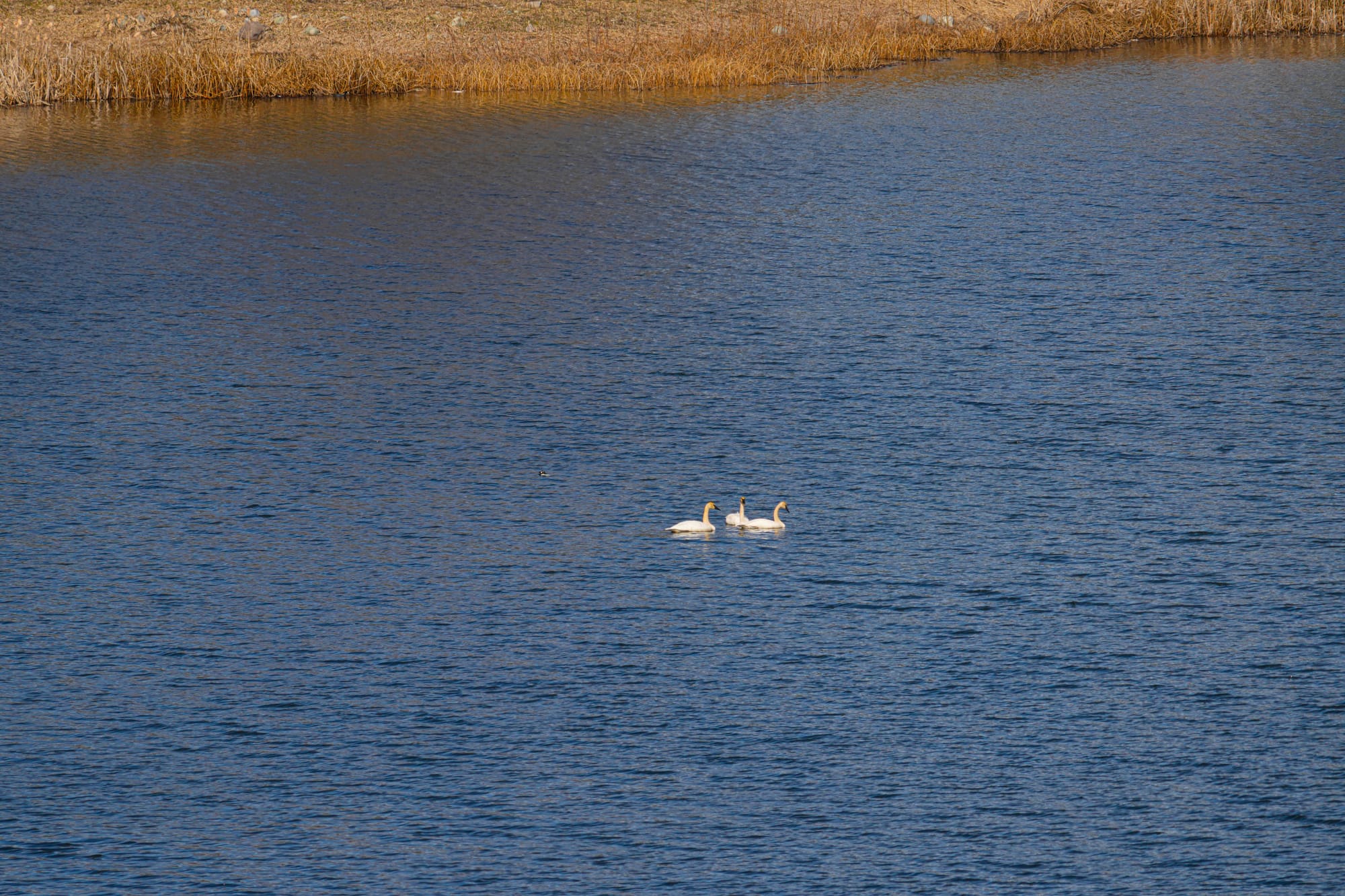 trumpeter swans
