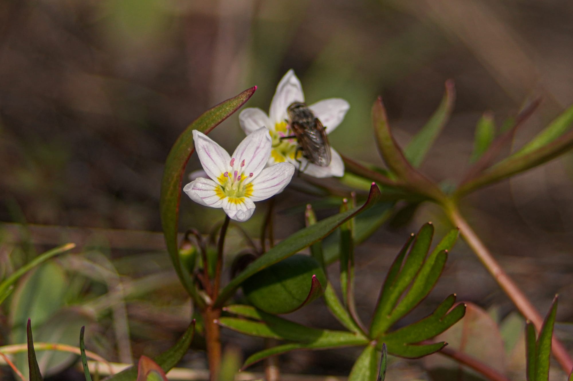spring beauty