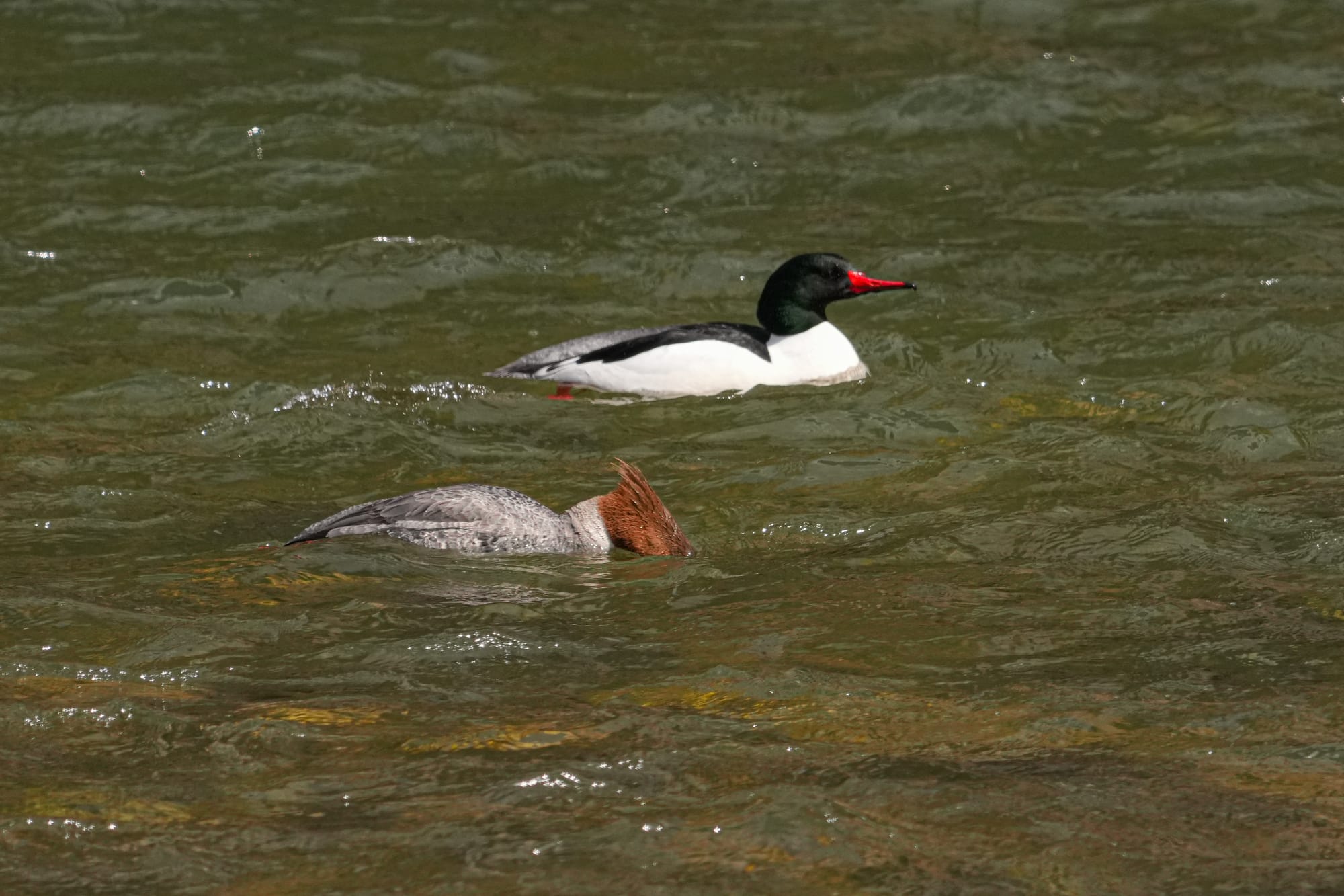 Common merganser pair