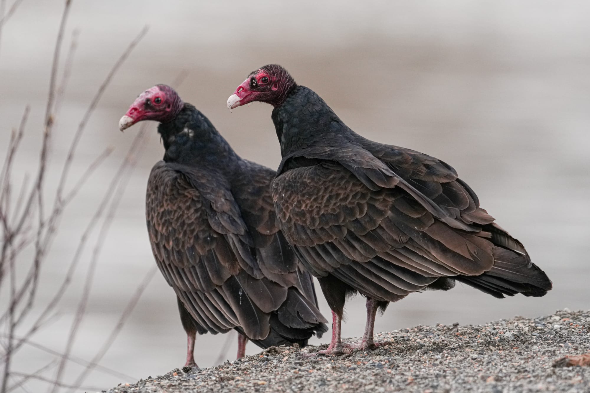 turkey vultures