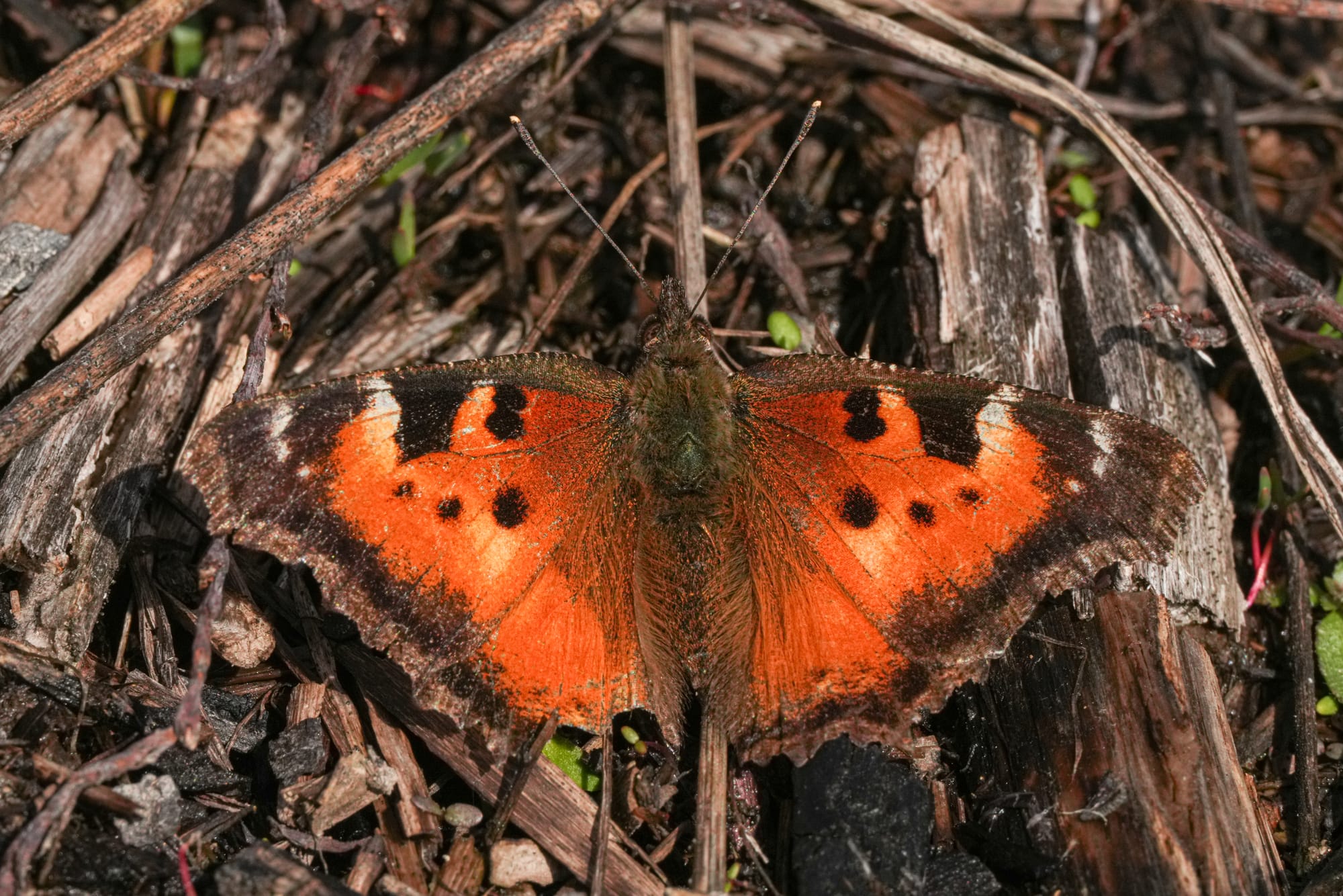 California tortoiseshell