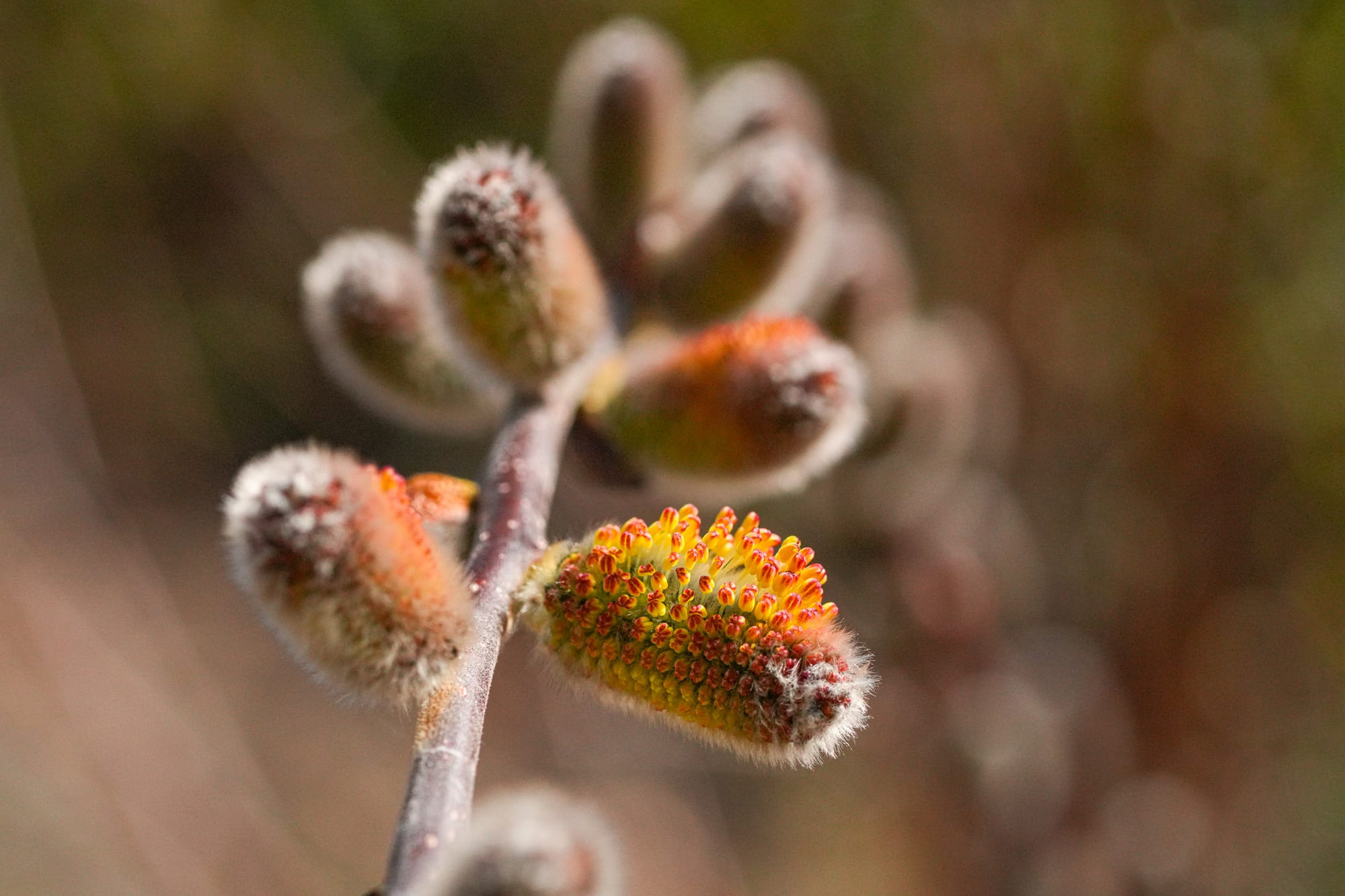 willow catkins