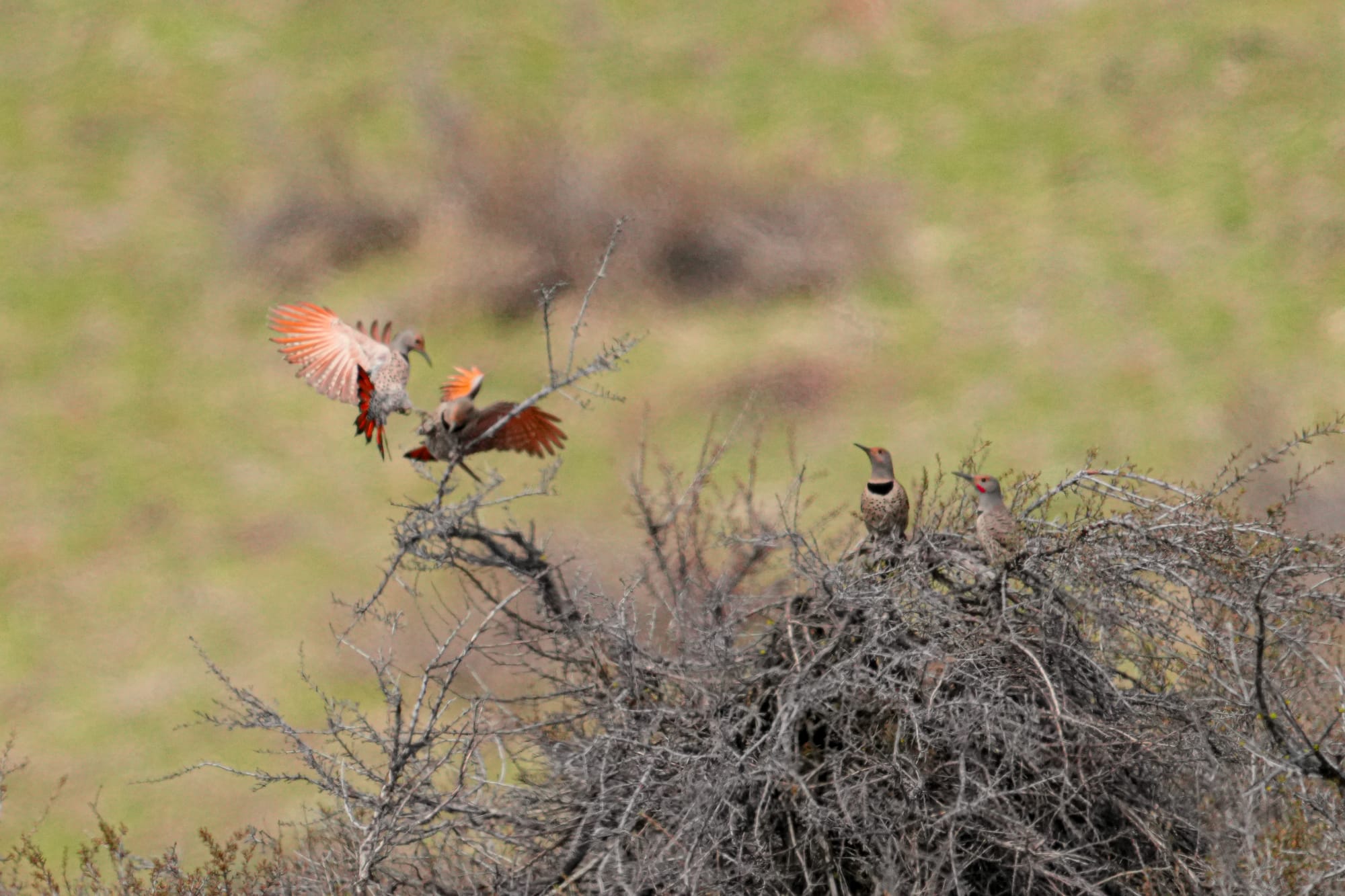 northern flickers