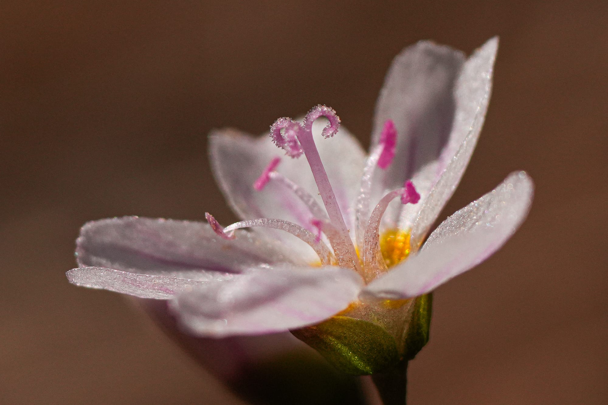 spring beauty