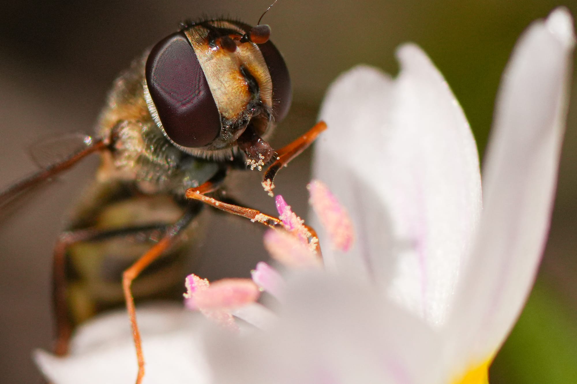 hover fly on spring beauty