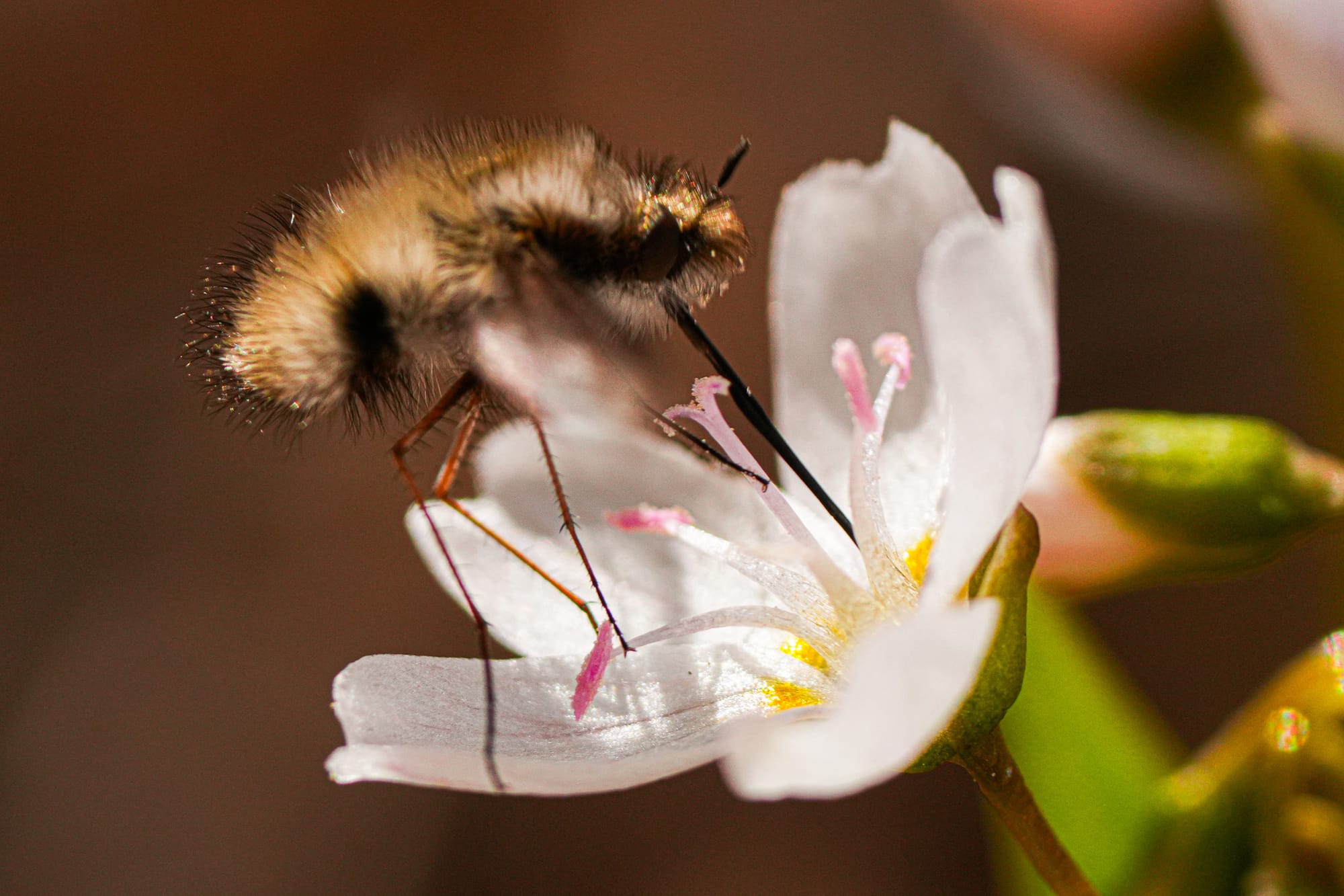 bee fly on spring beauty