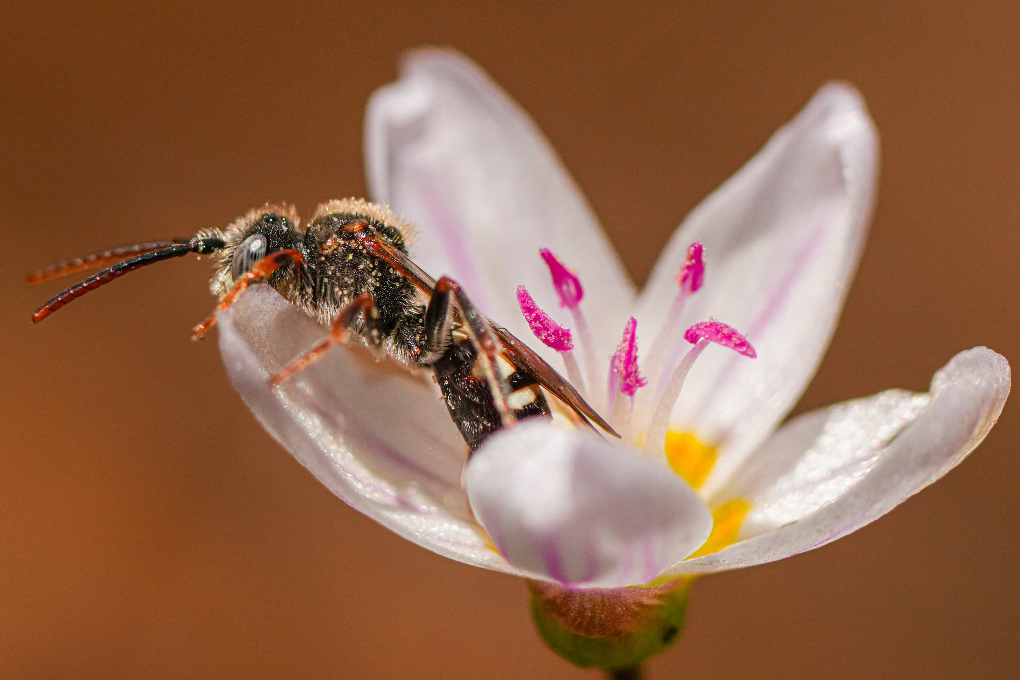 wasp on spring beauty