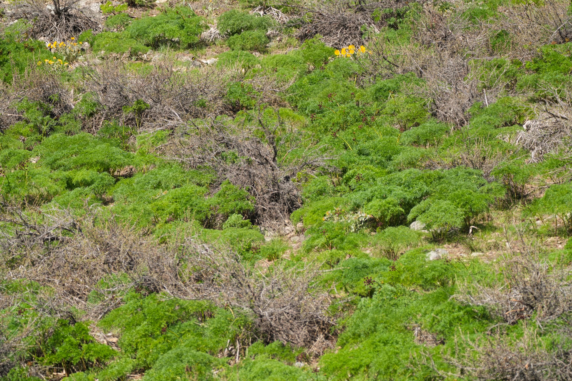 fern-leaved desert-parsley