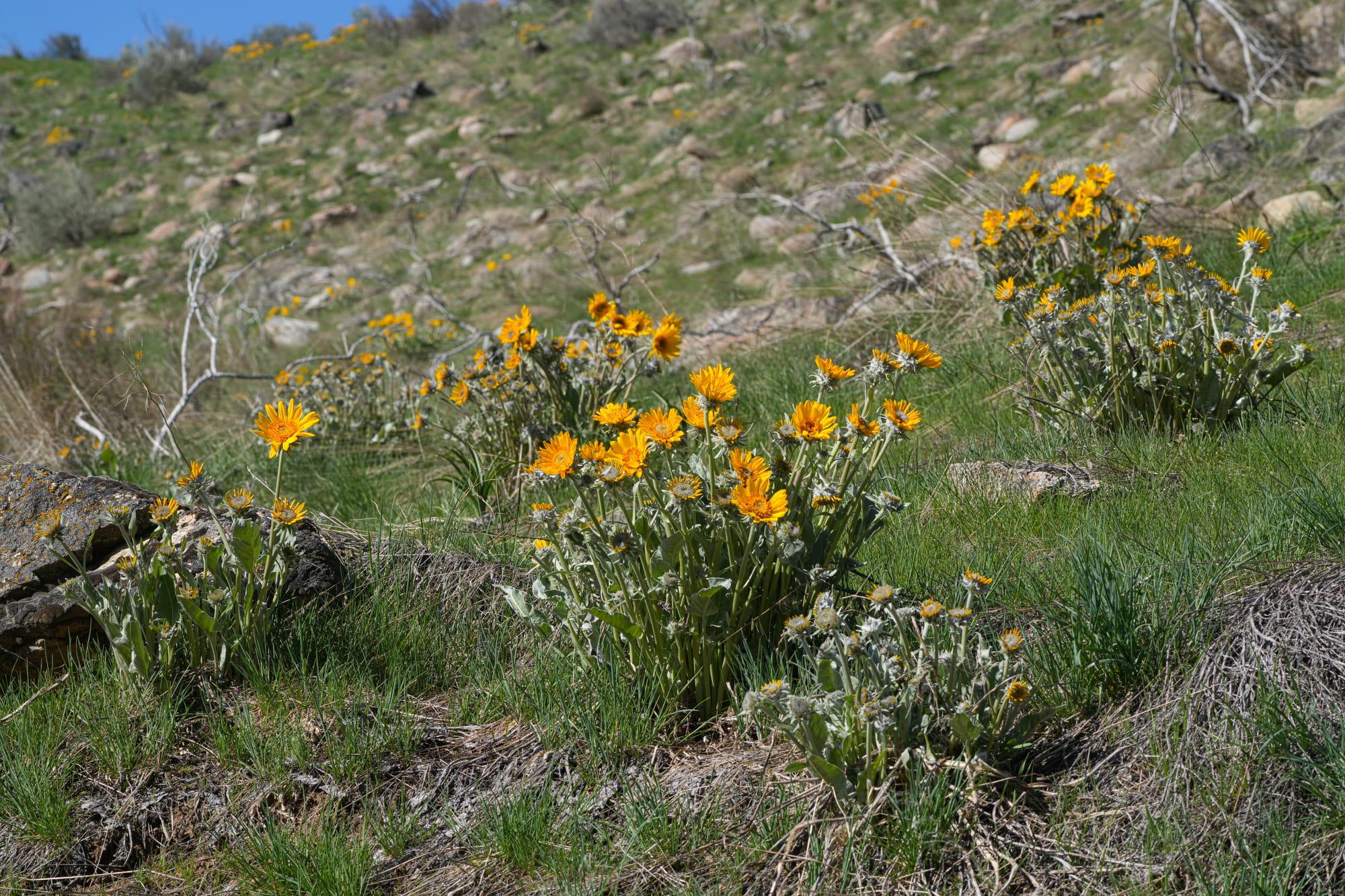 balsamroot flowers