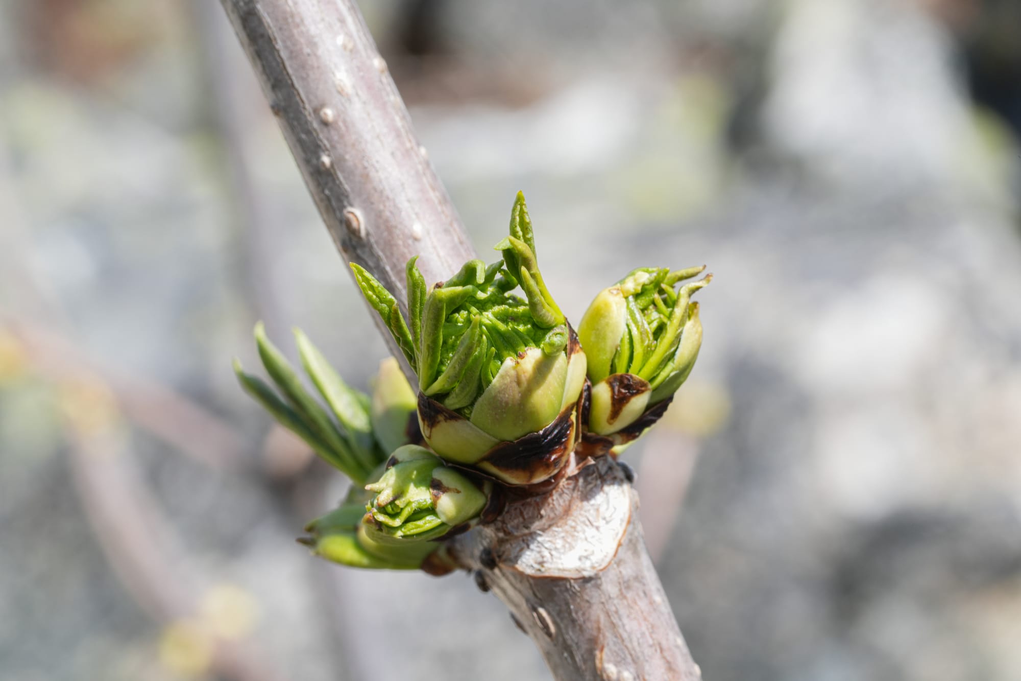 elderberry buds