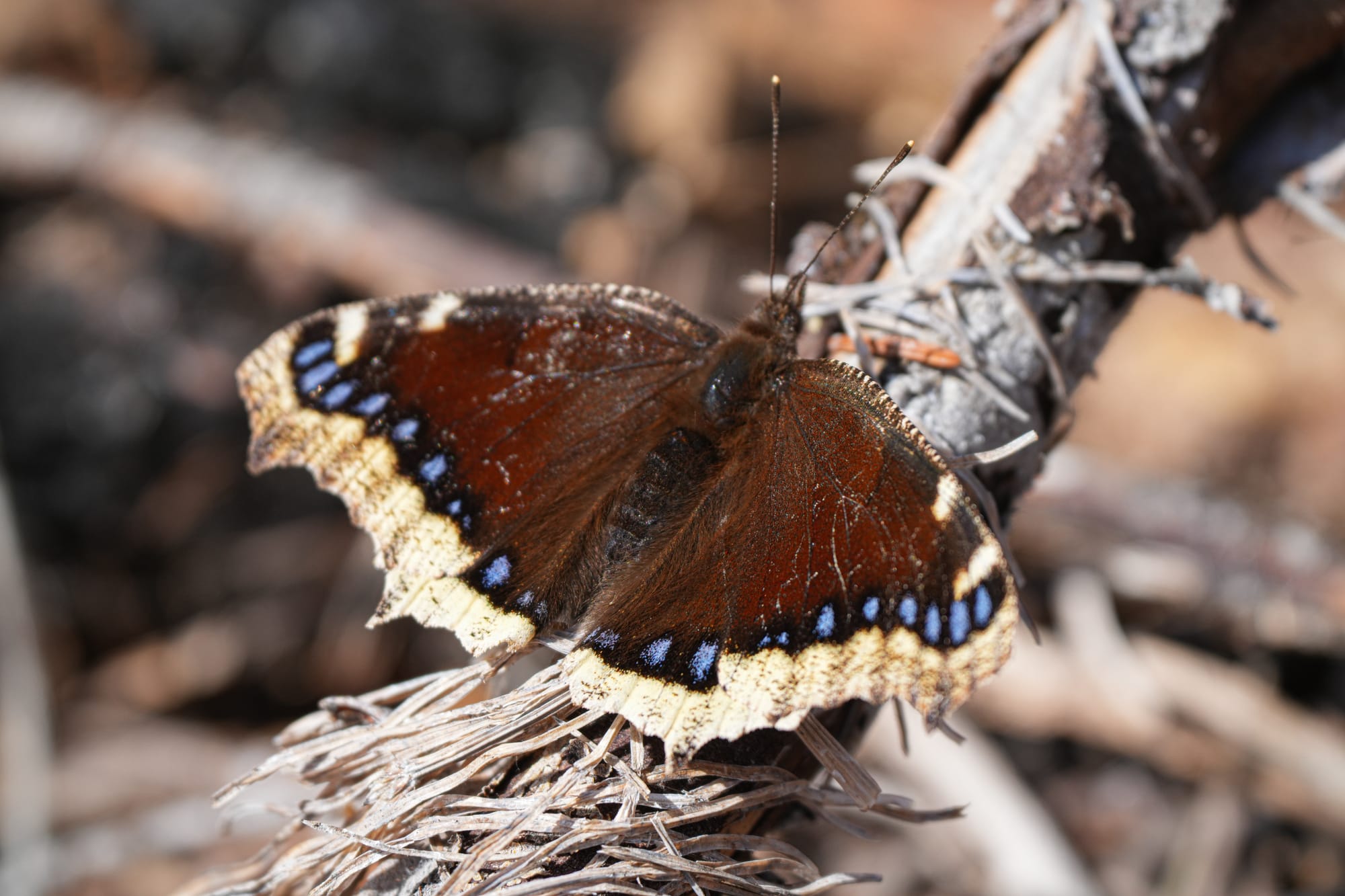 mourning cloak