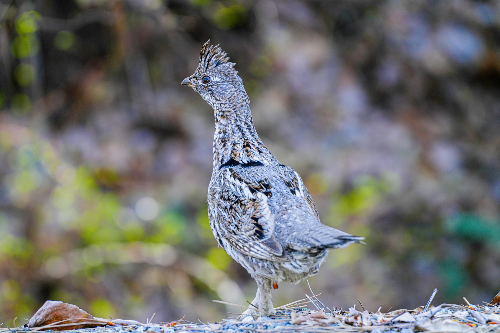 ruffed grouse