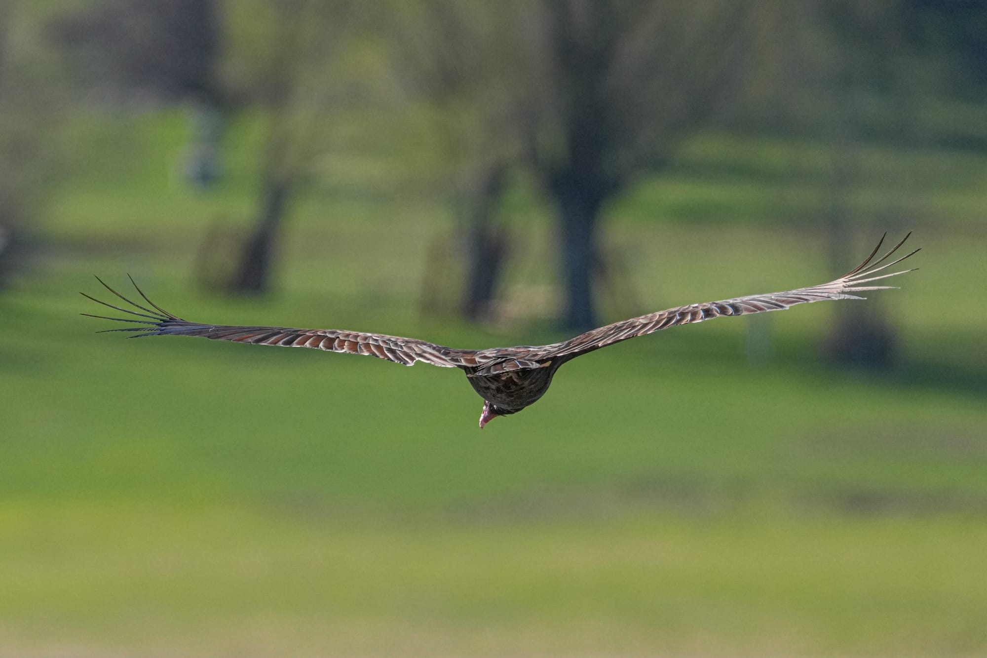 turkey vulture
