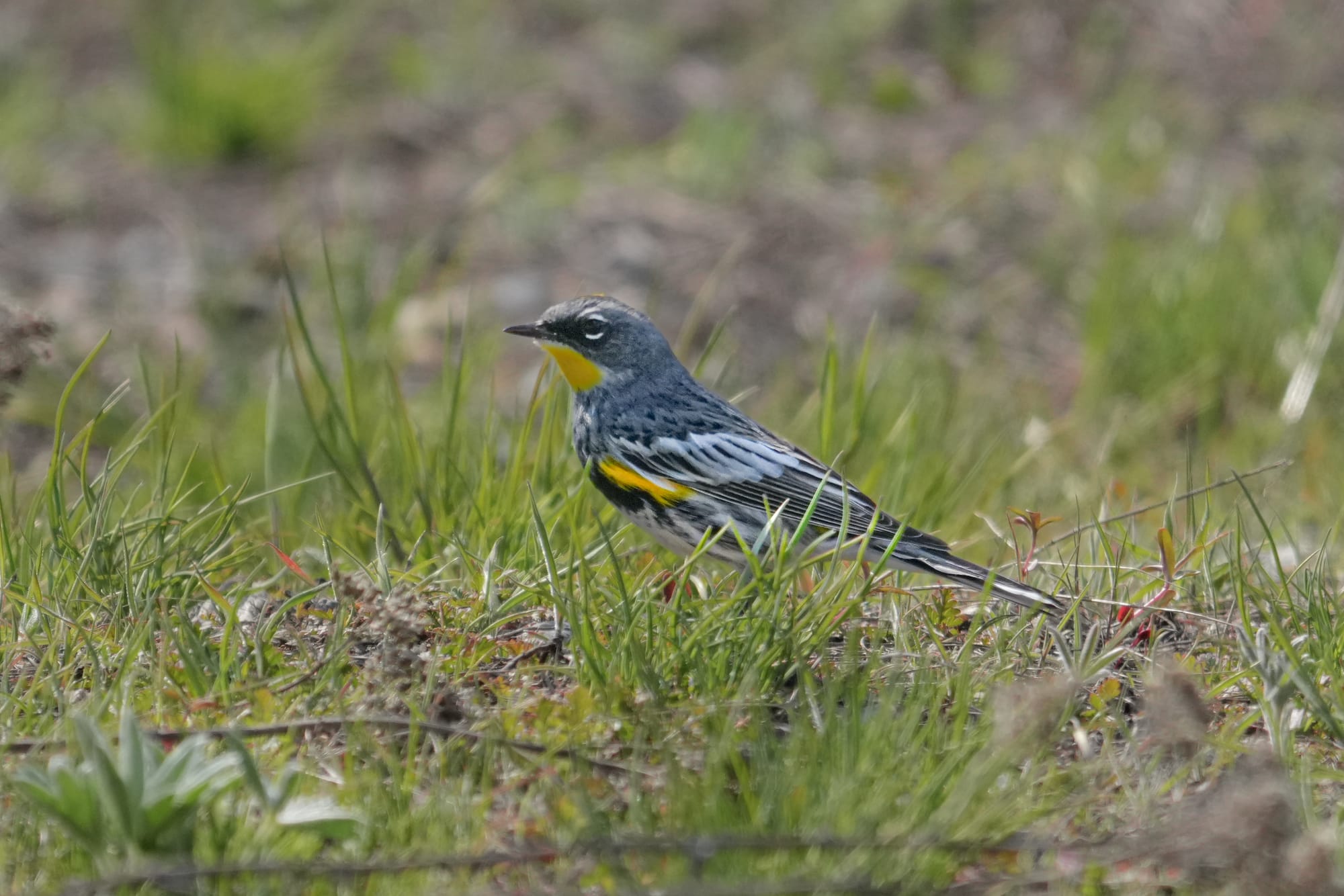 yellow-rumped warbler