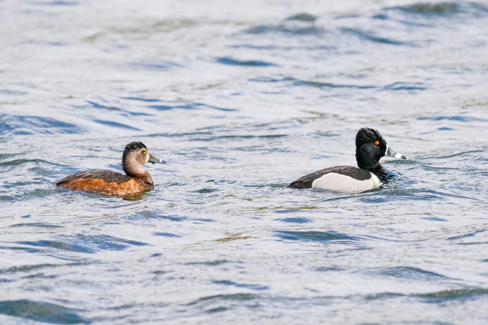 ring-necked duck