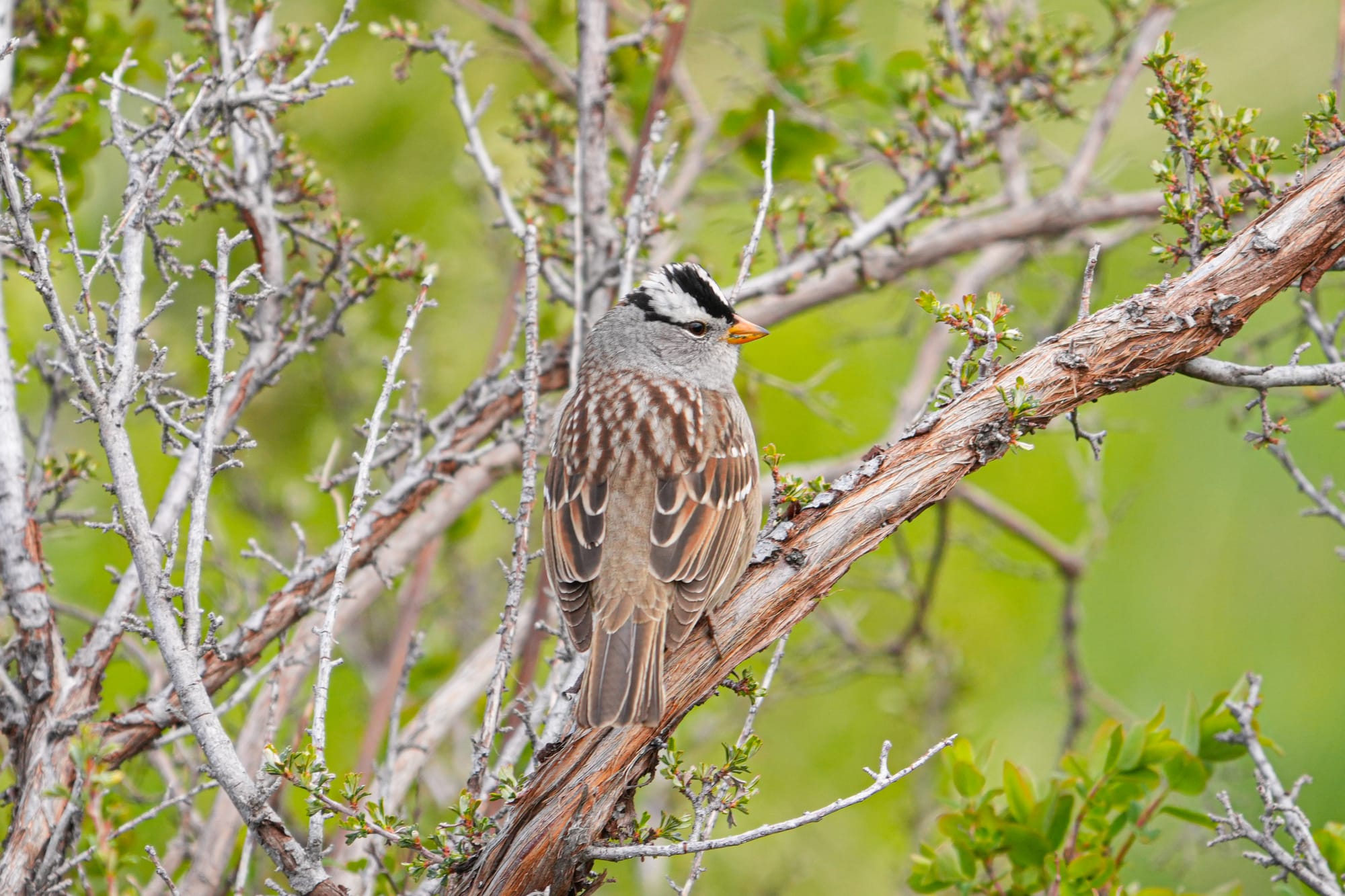 white-crowned sparrow