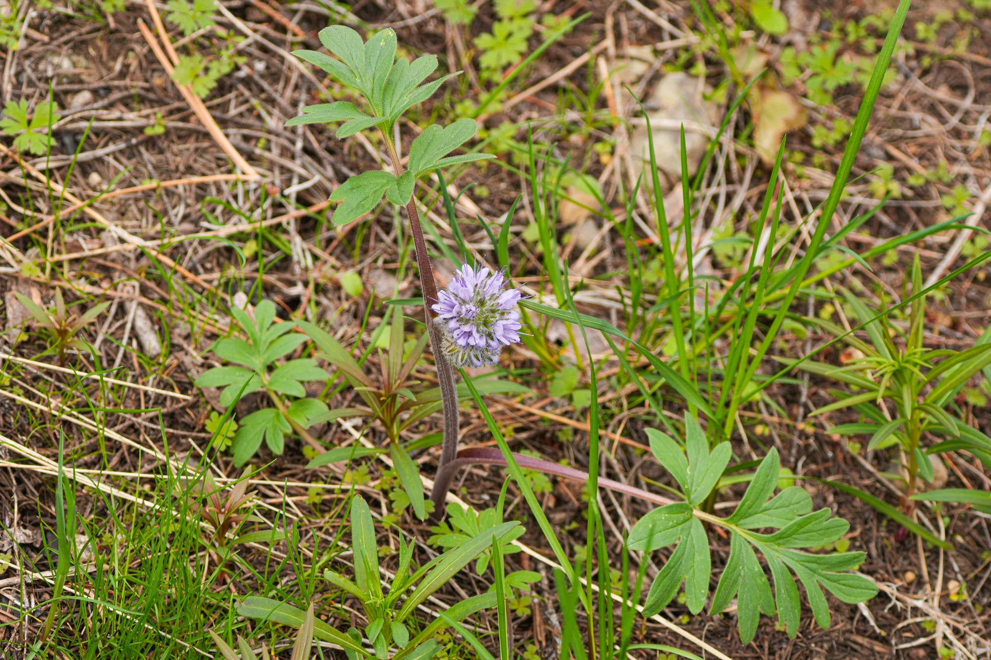 ballhead phacelia