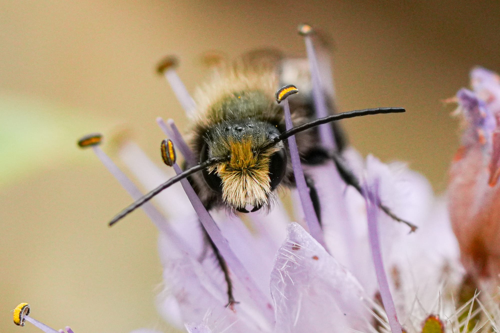 bee on flower