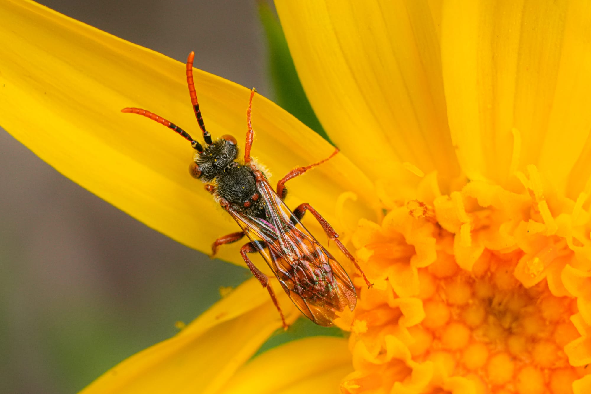 wasp on balsamroot