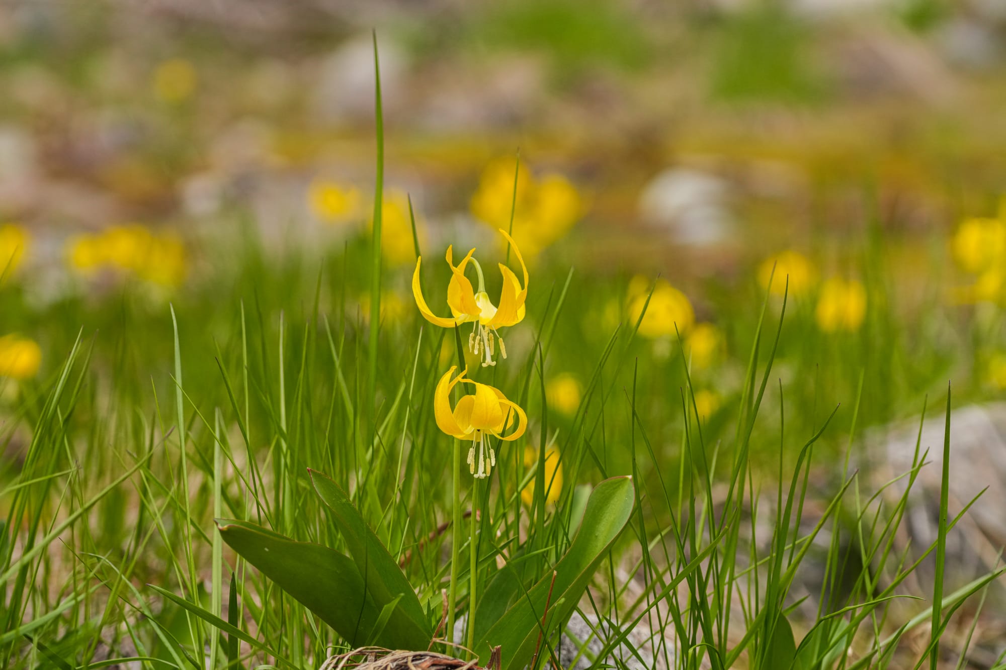 glacier lilies