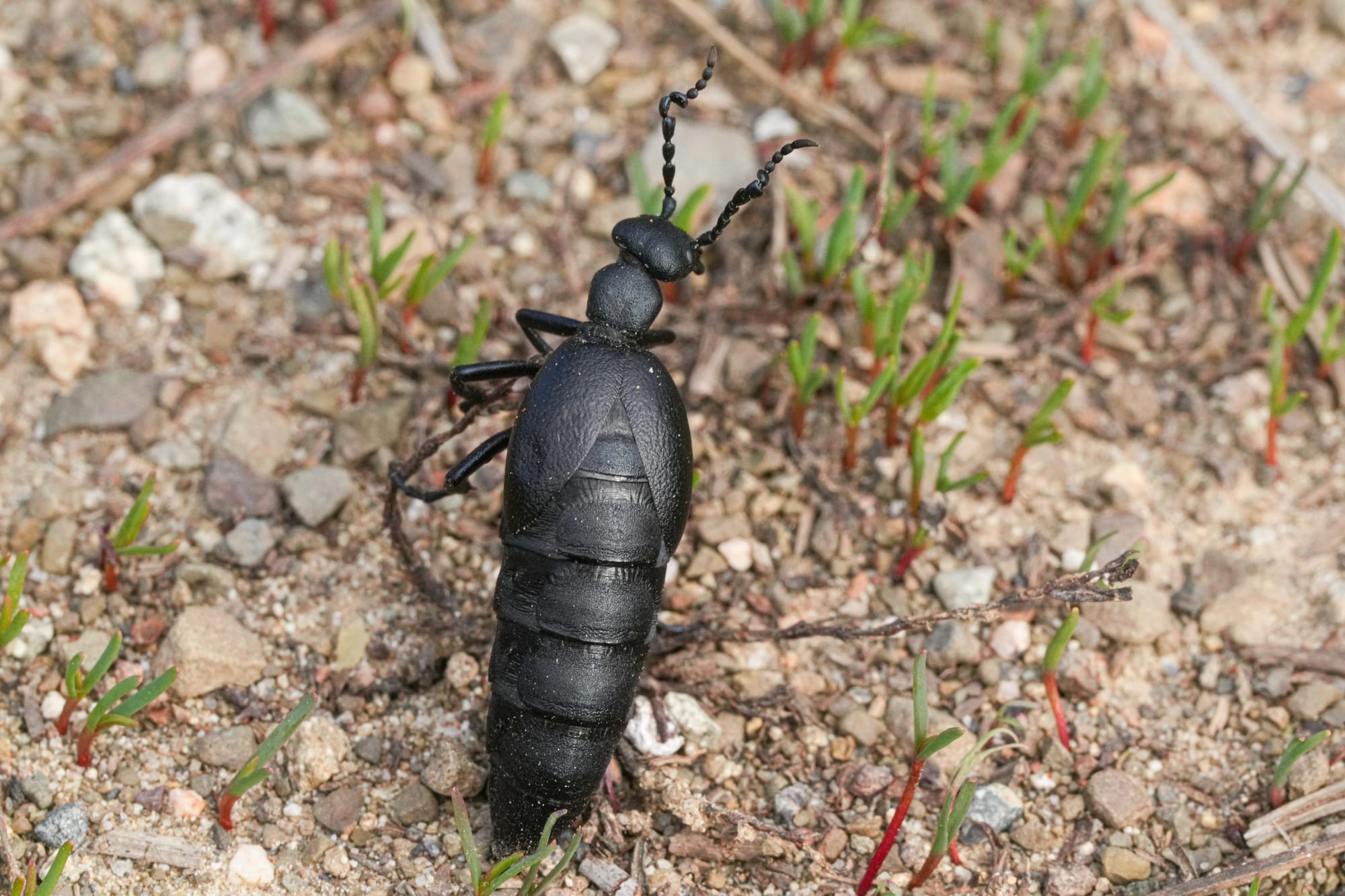 blister beetle