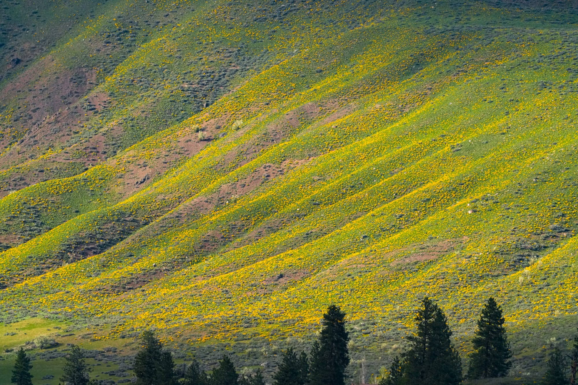 balsamroot flowers